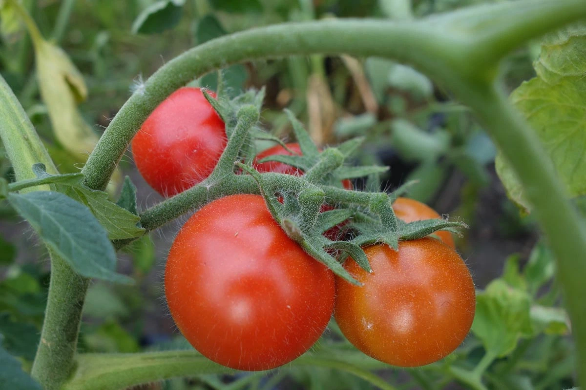230519_Tomate_Alaska.webp