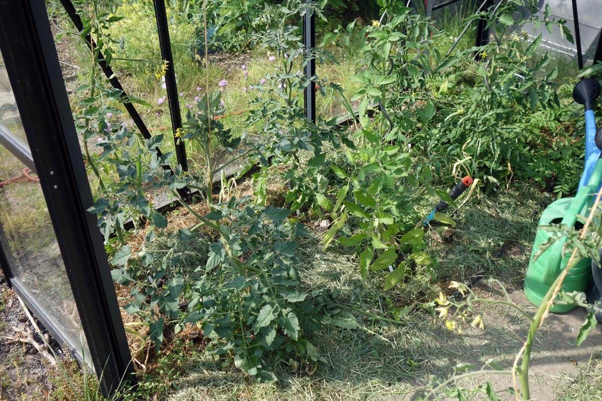 230521_Tomaten1.jpg