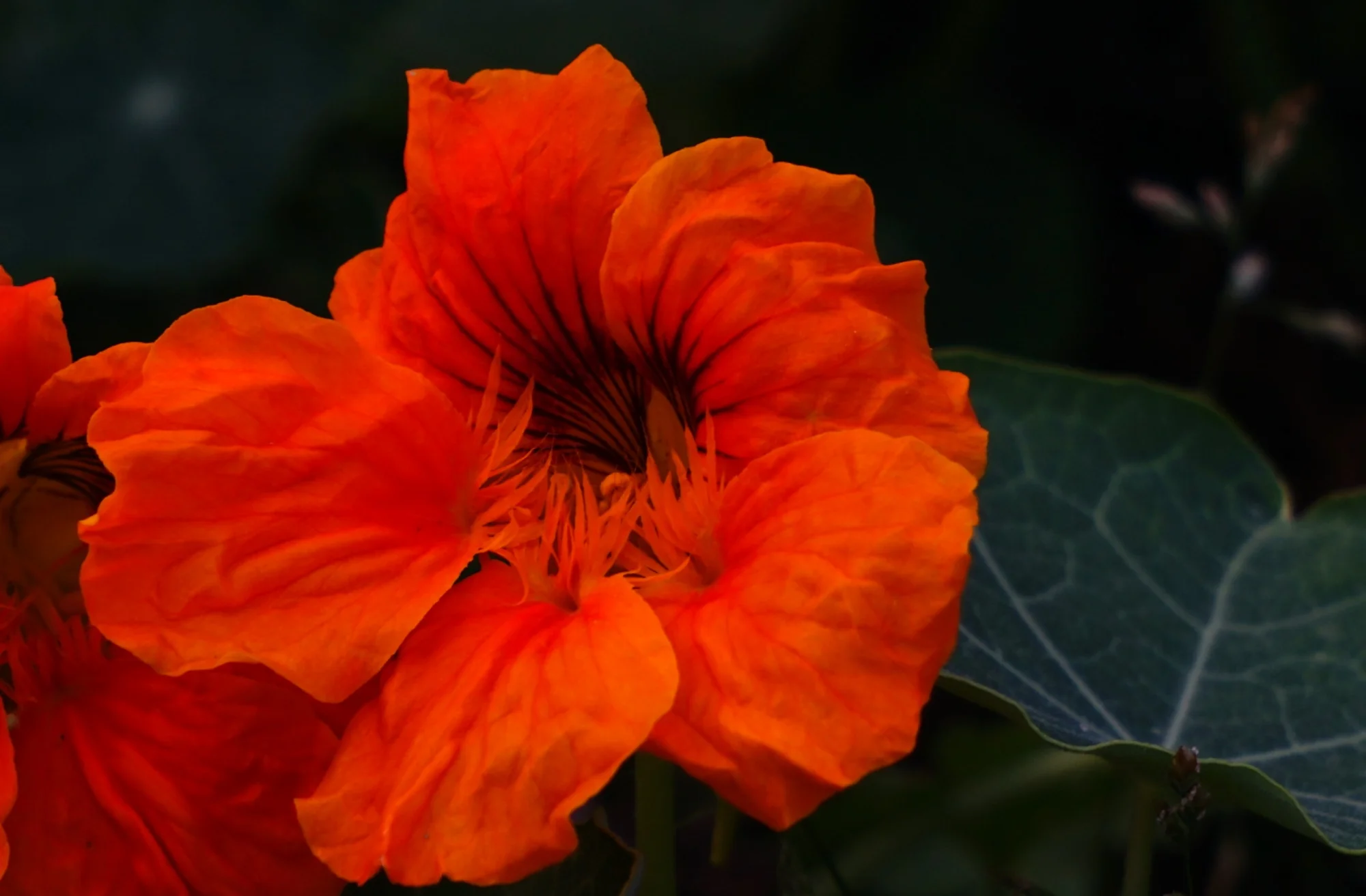 25blmn121.webp