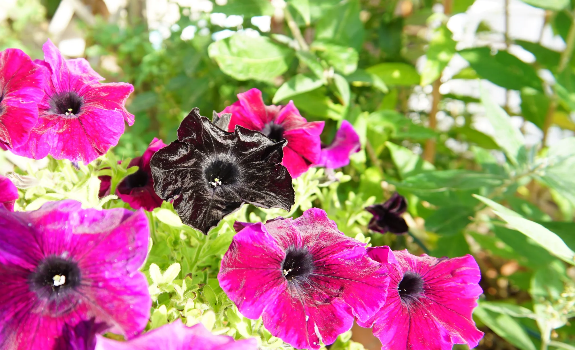 25blmn126.webp