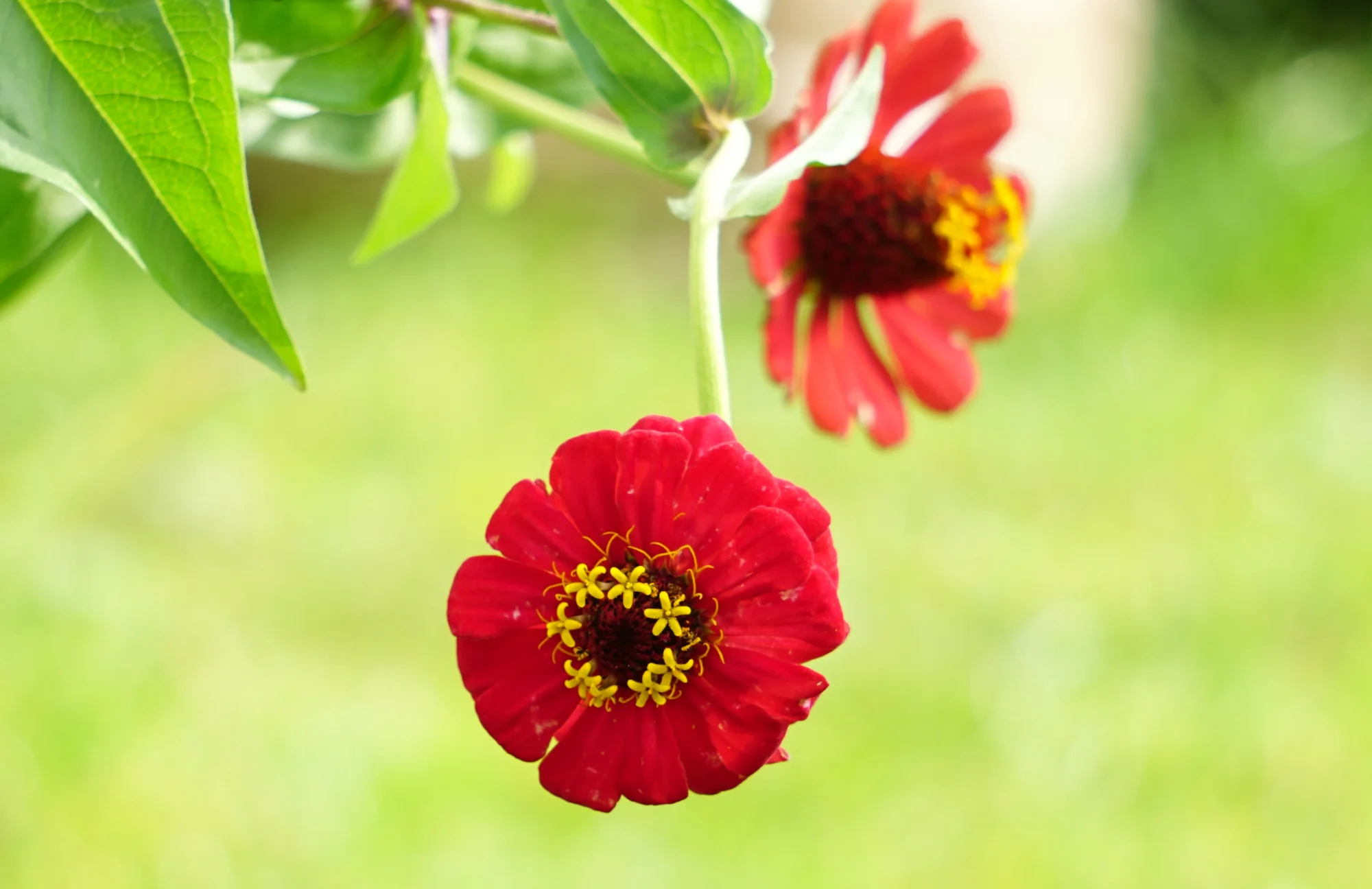 25blmn135.webp
