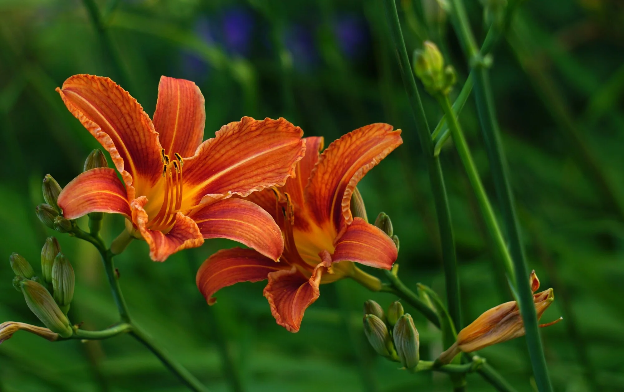 25blmn81.webp