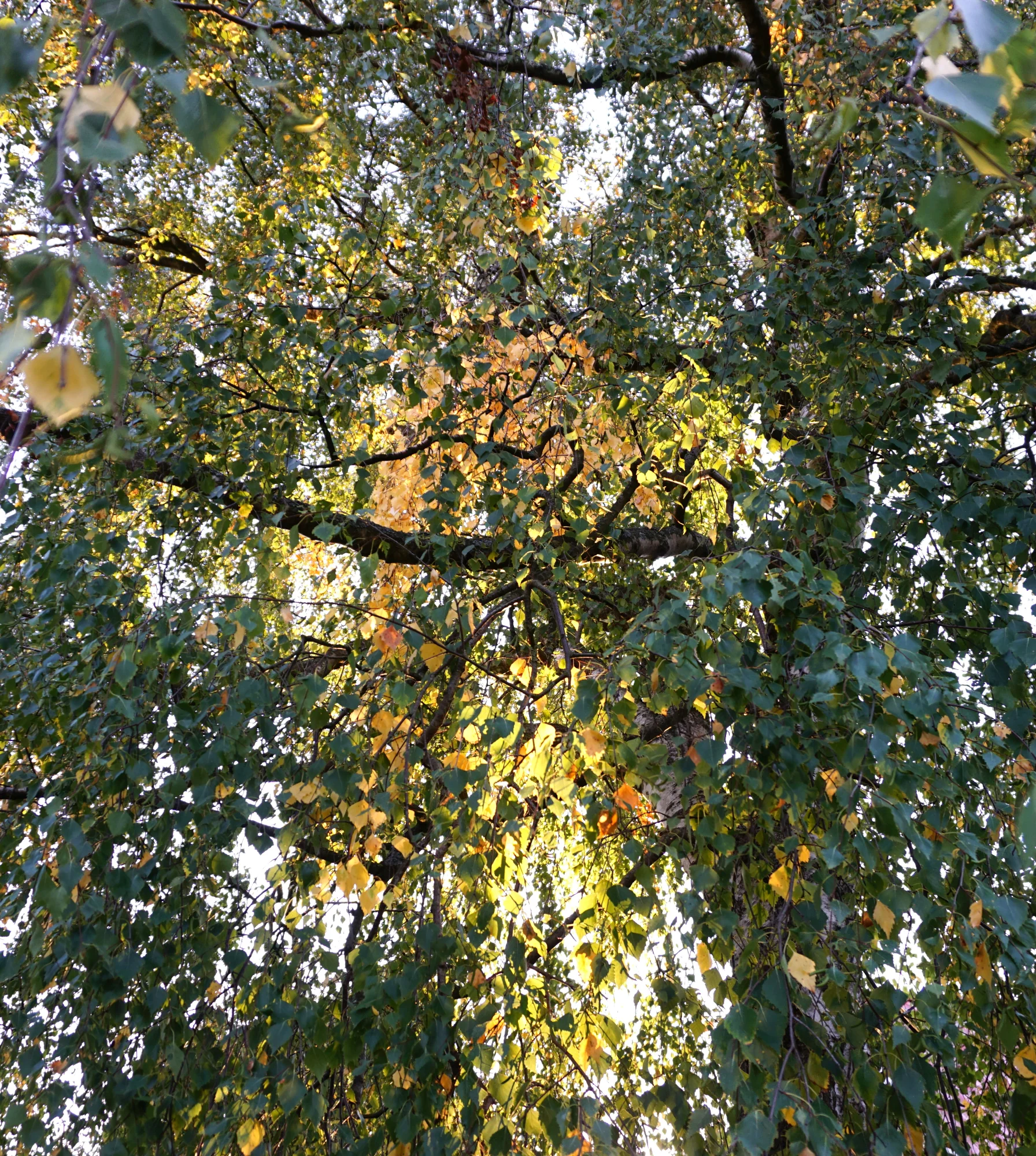 25hrbst01.webp