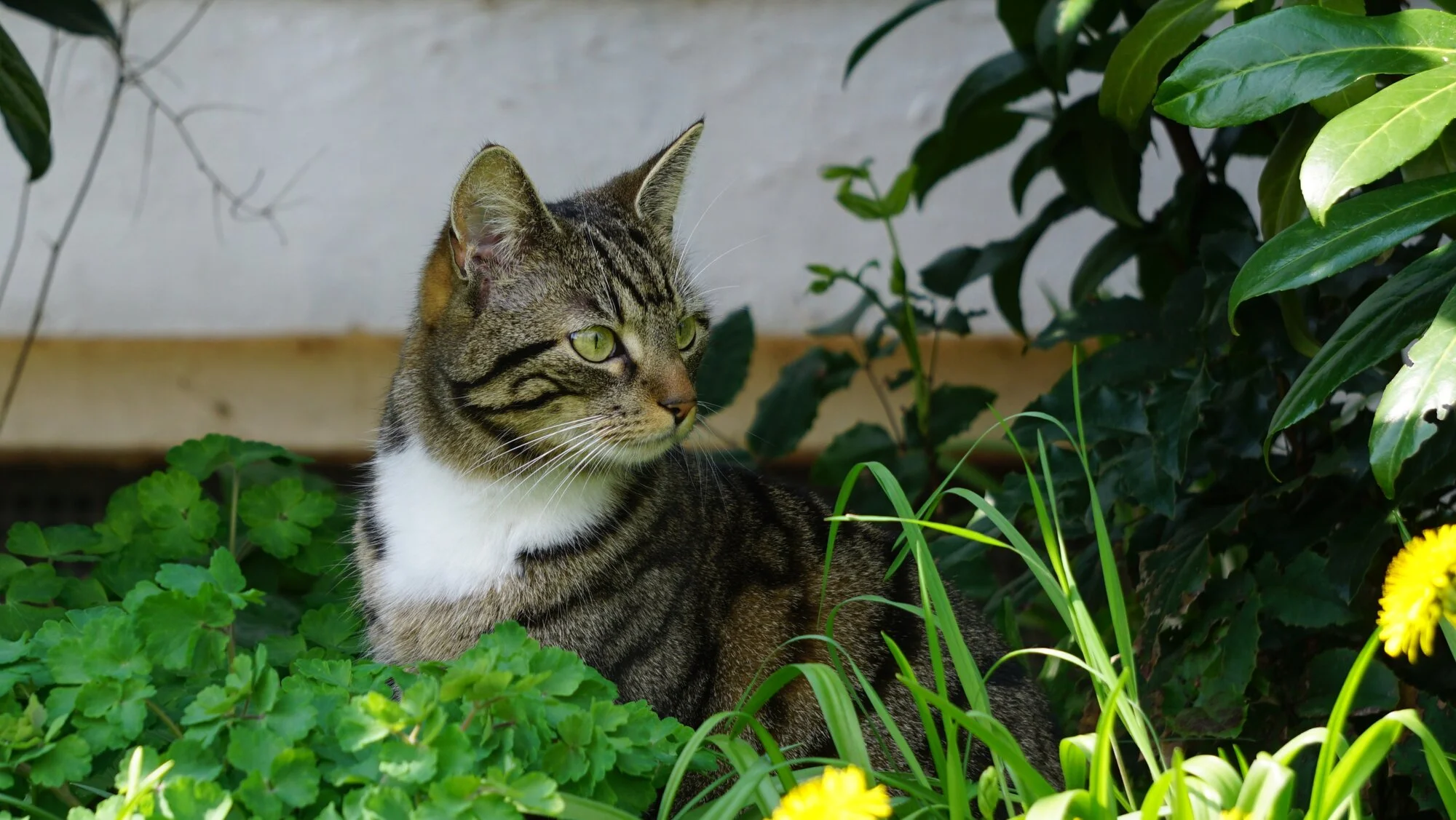 25Lissie14.webp