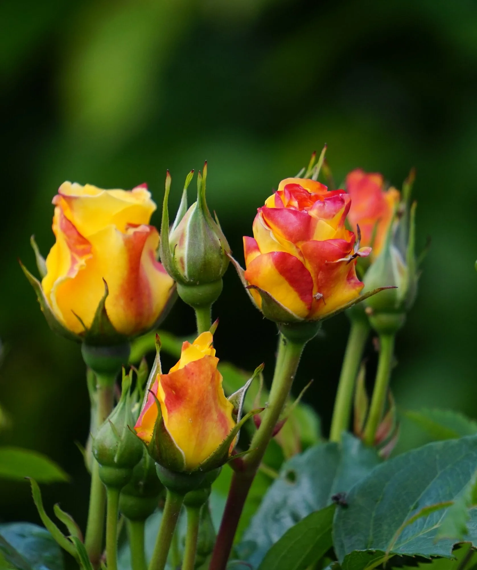 25rsn01.webp