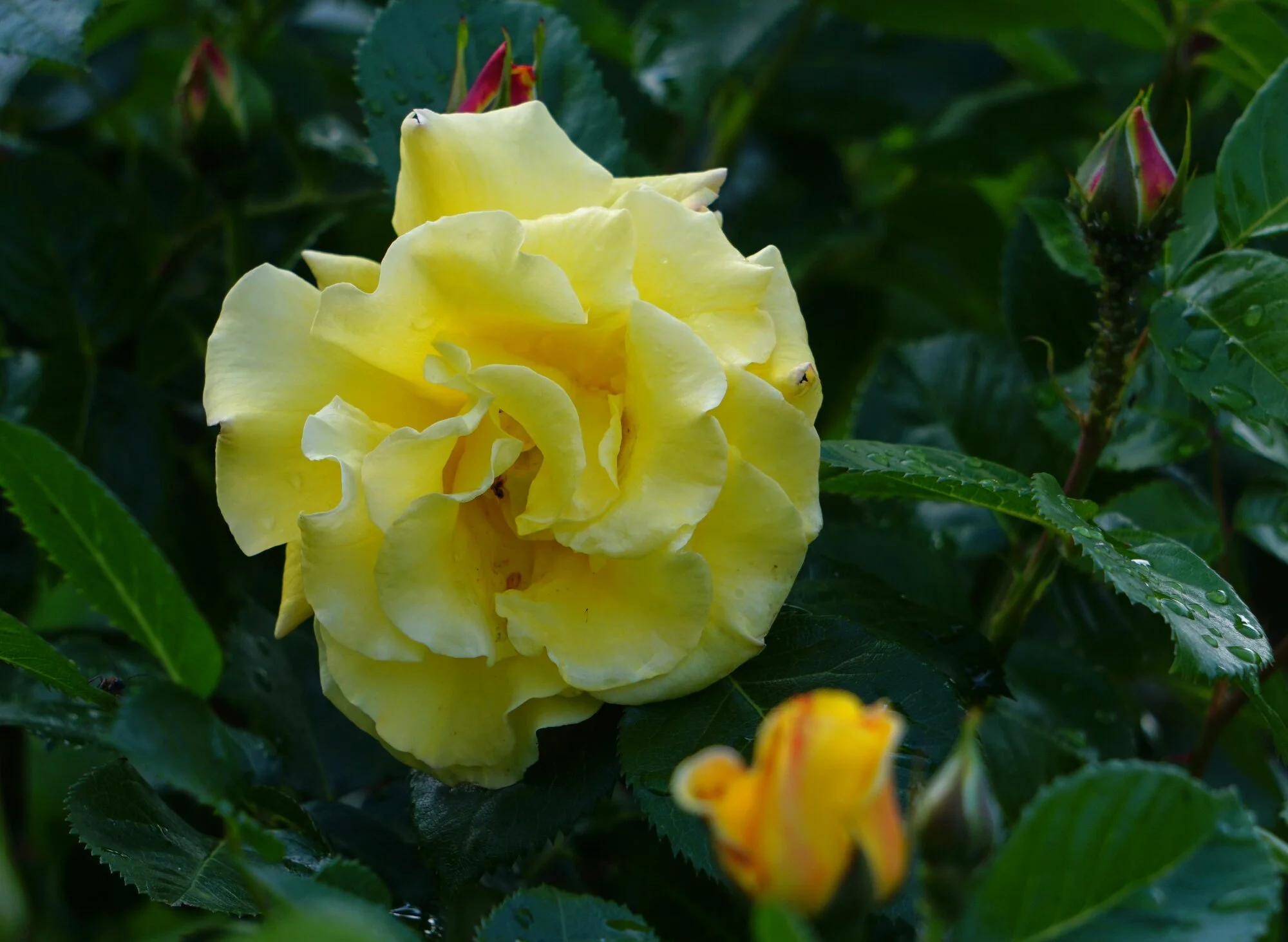 25rsn02.webp