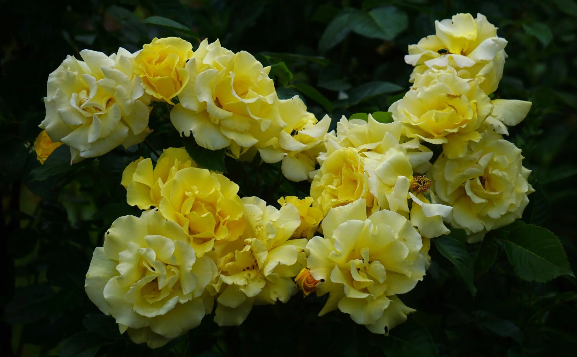 25rsn09.webp