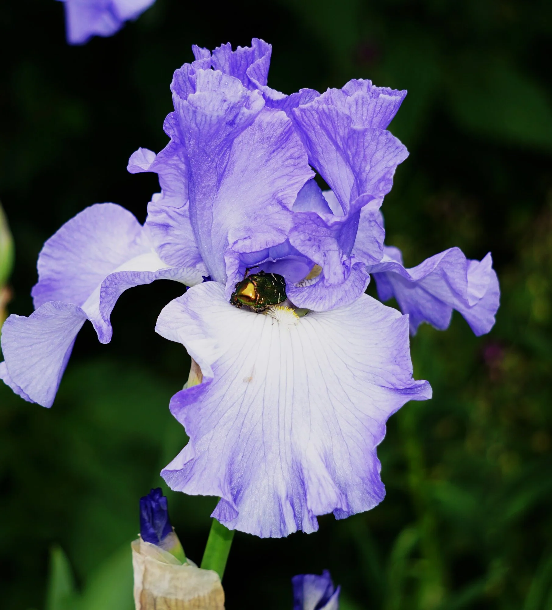 25tr17.webp