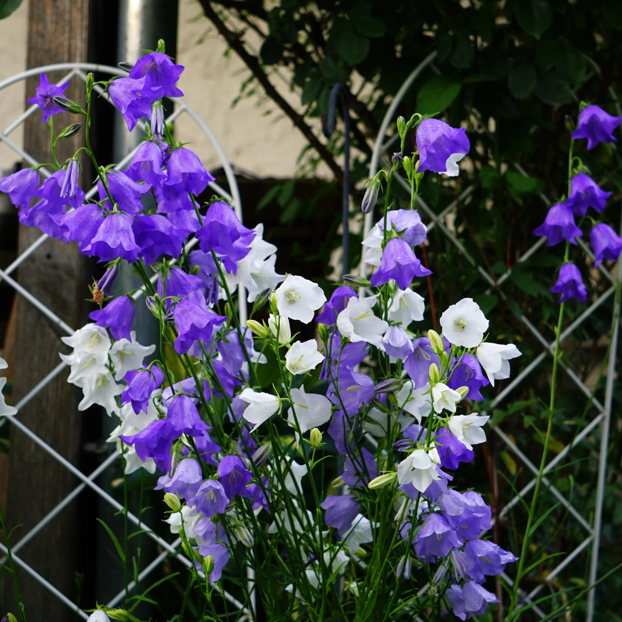 26blmn102.webp