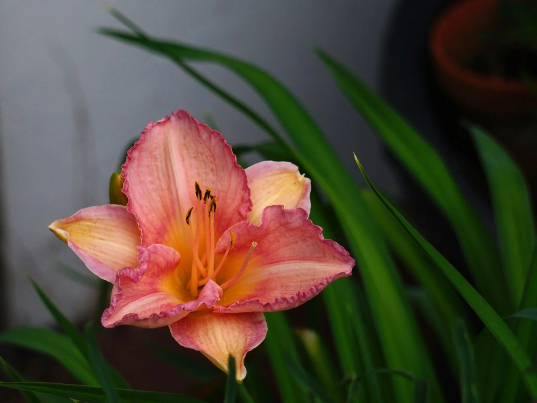 26blmn110.webp