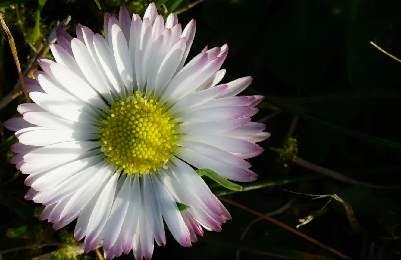 26blmn164.webp