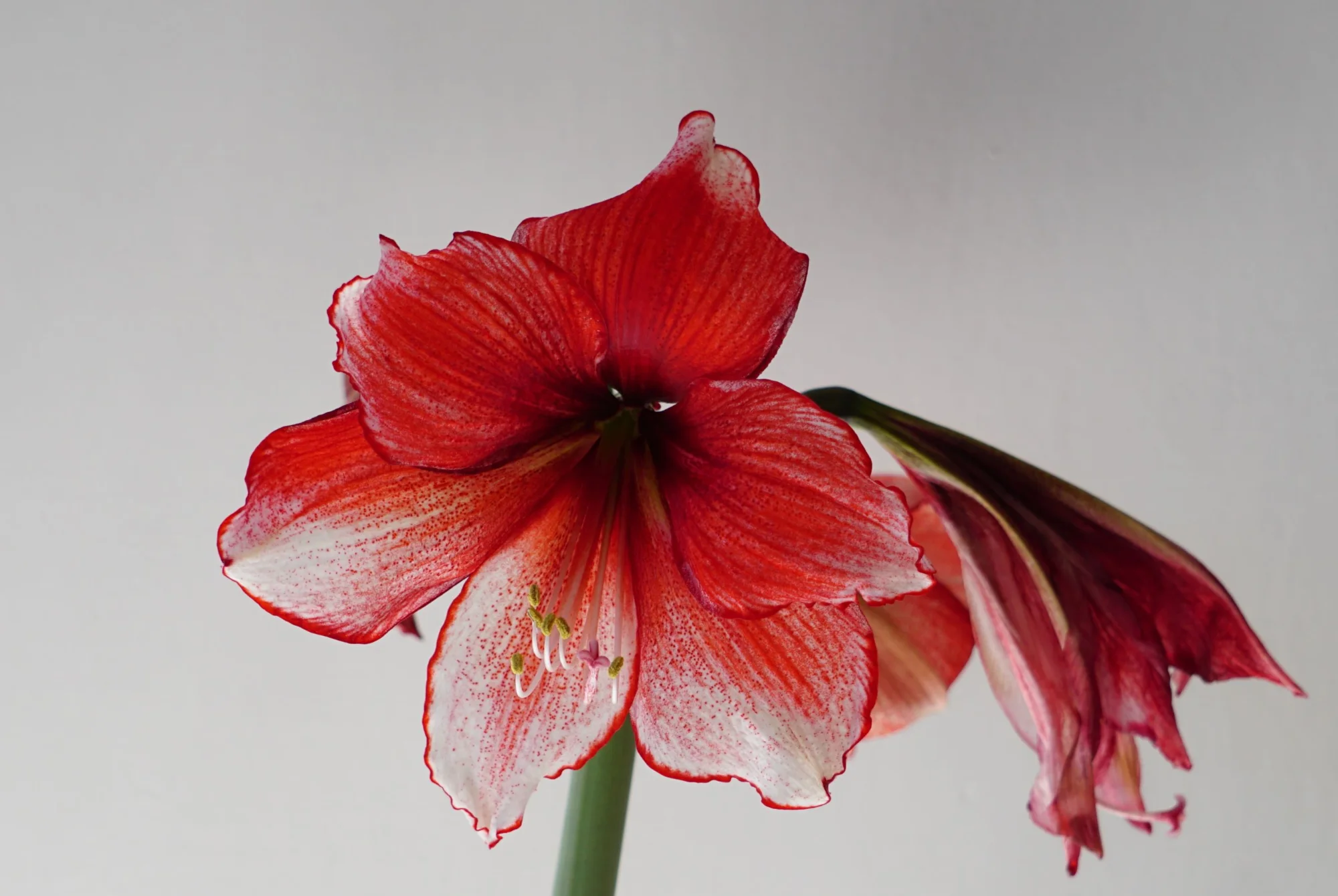 26blmn61.webp