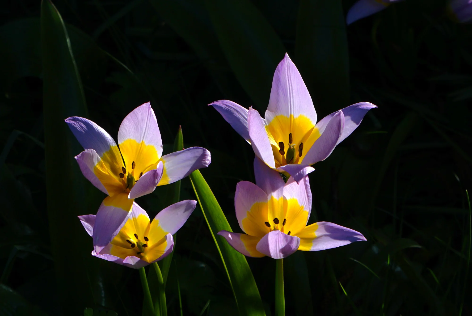 26blmn70.webp
