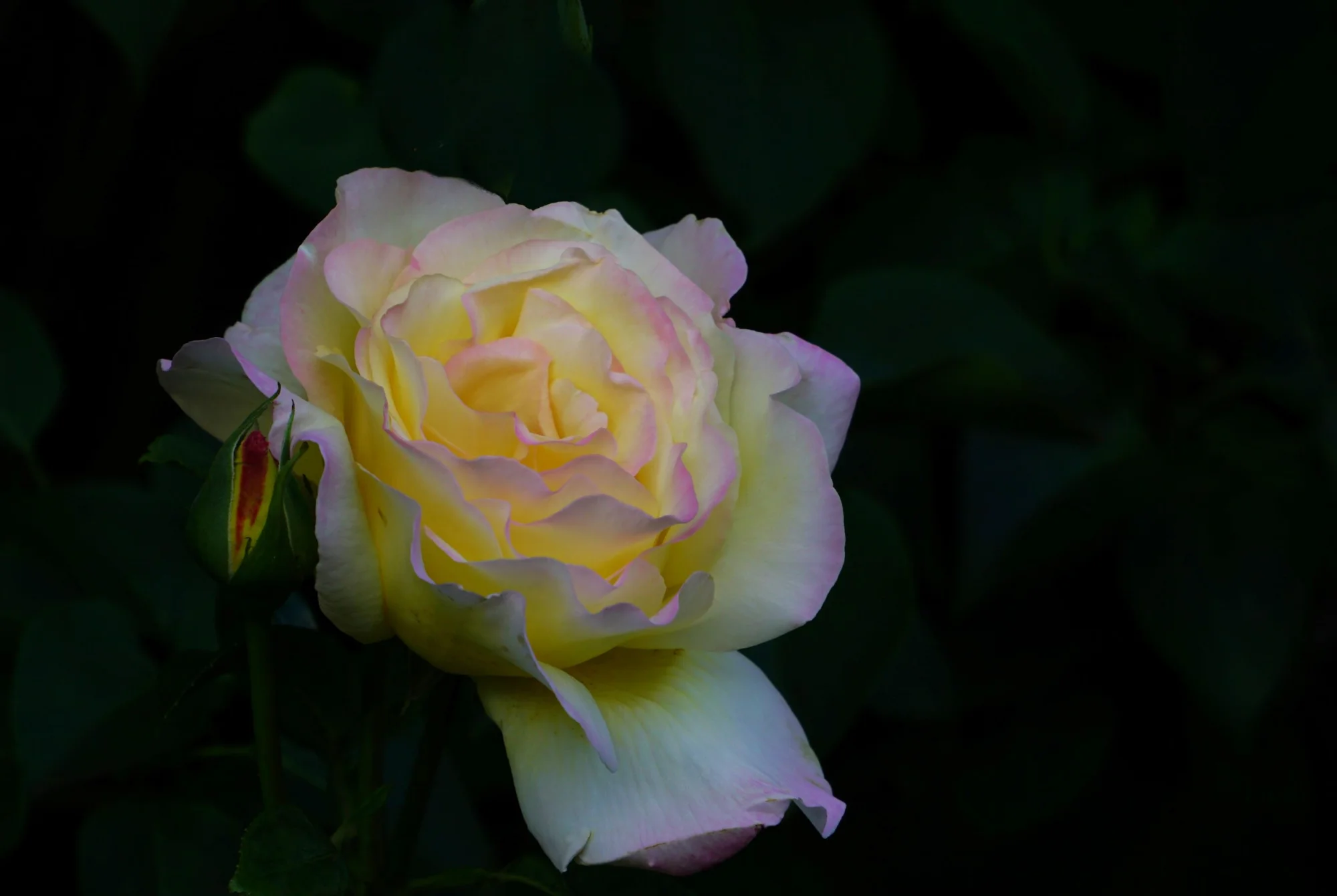 26blmn90.webp