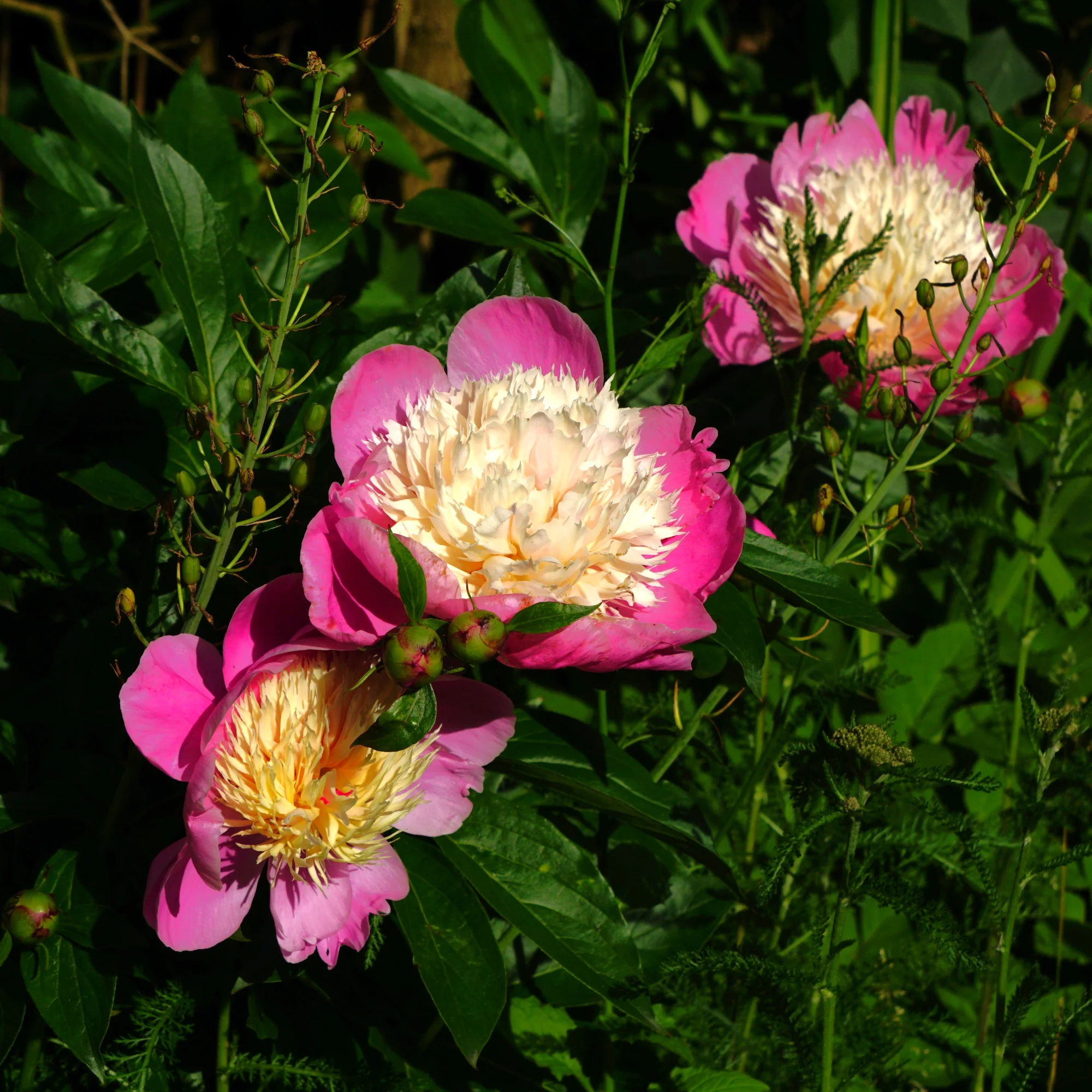 26blmn96.webp