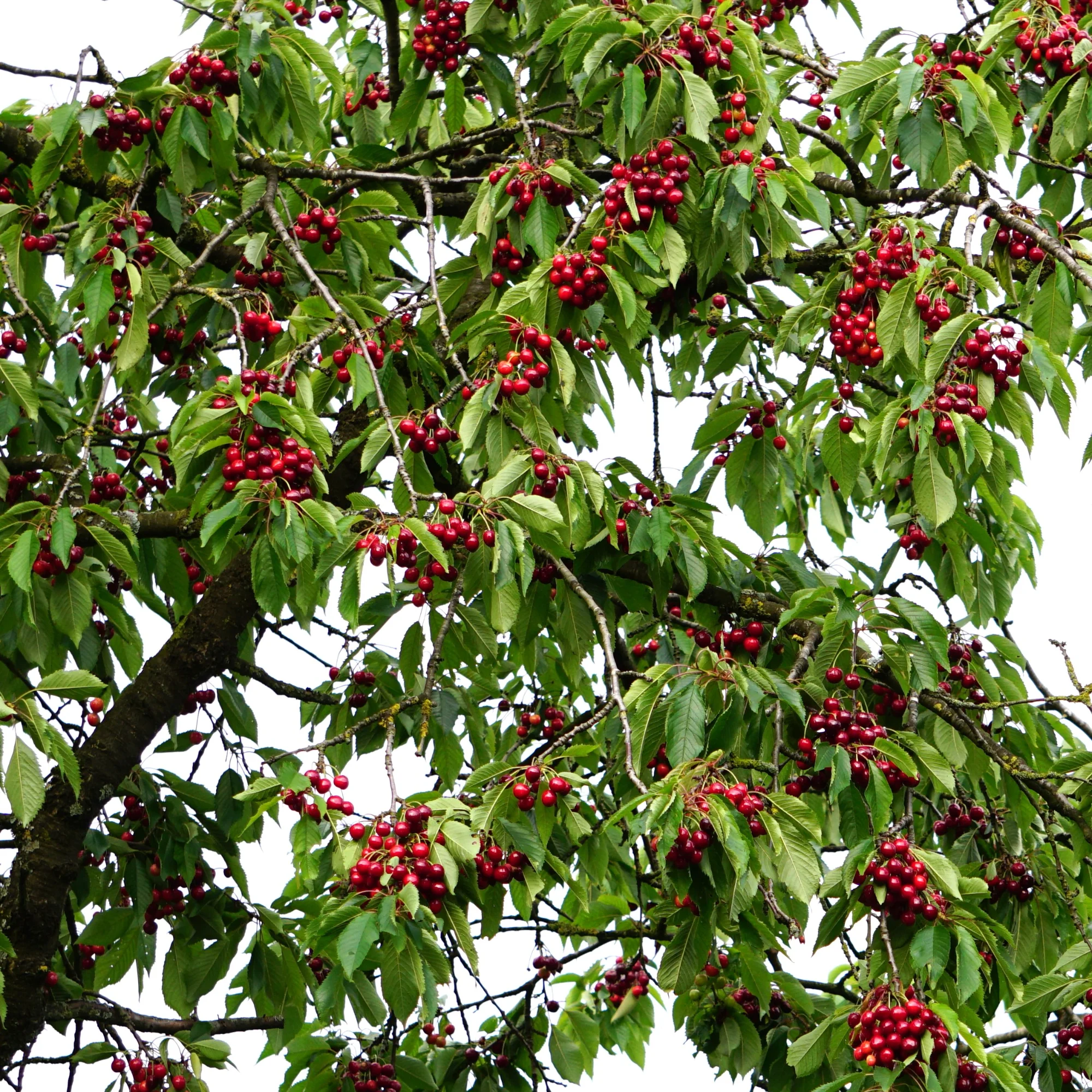 26rnt01.webp