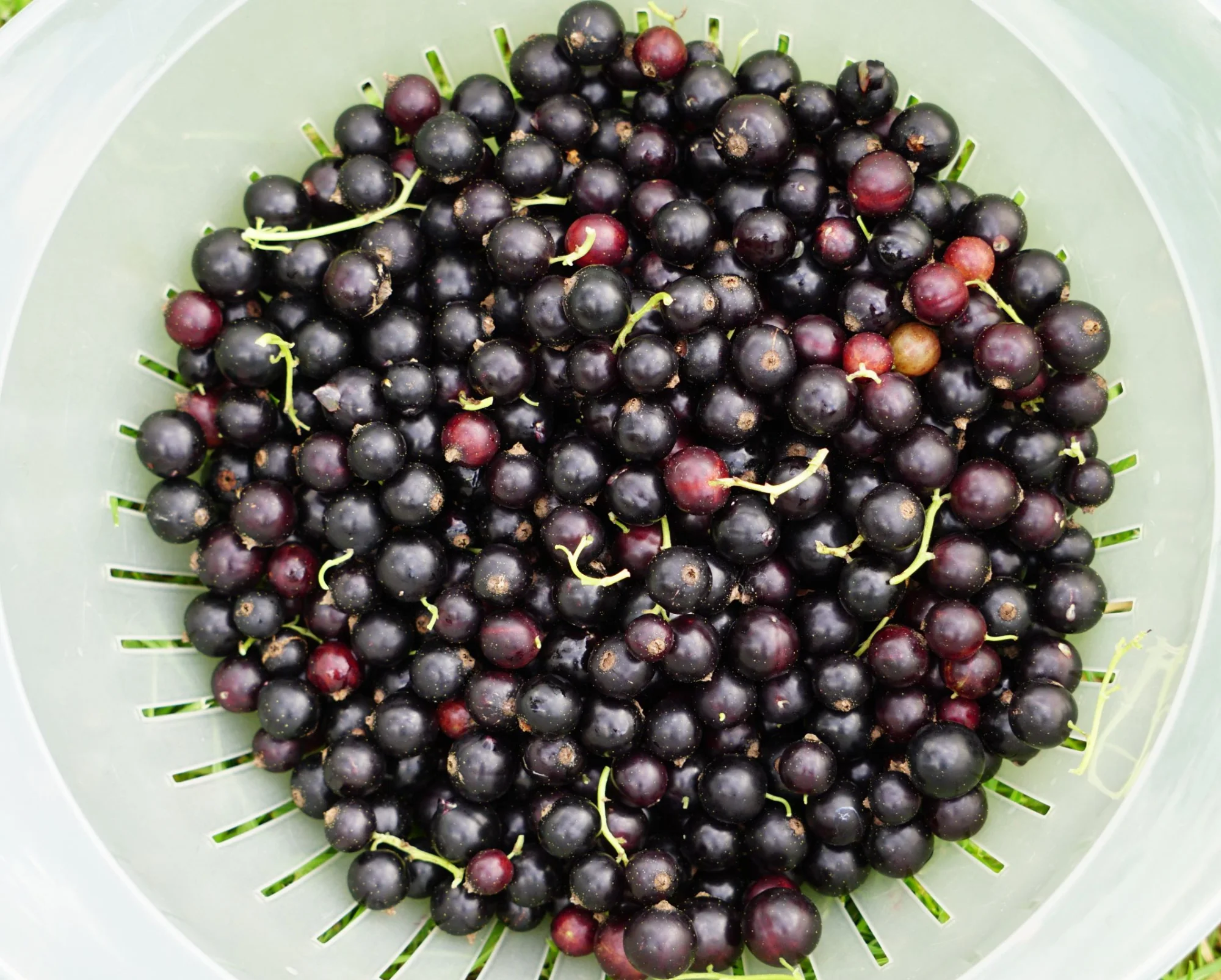 26rnt02.webp