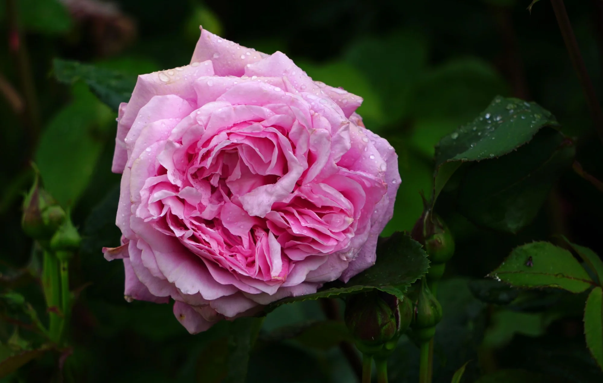 26ro02.webp
