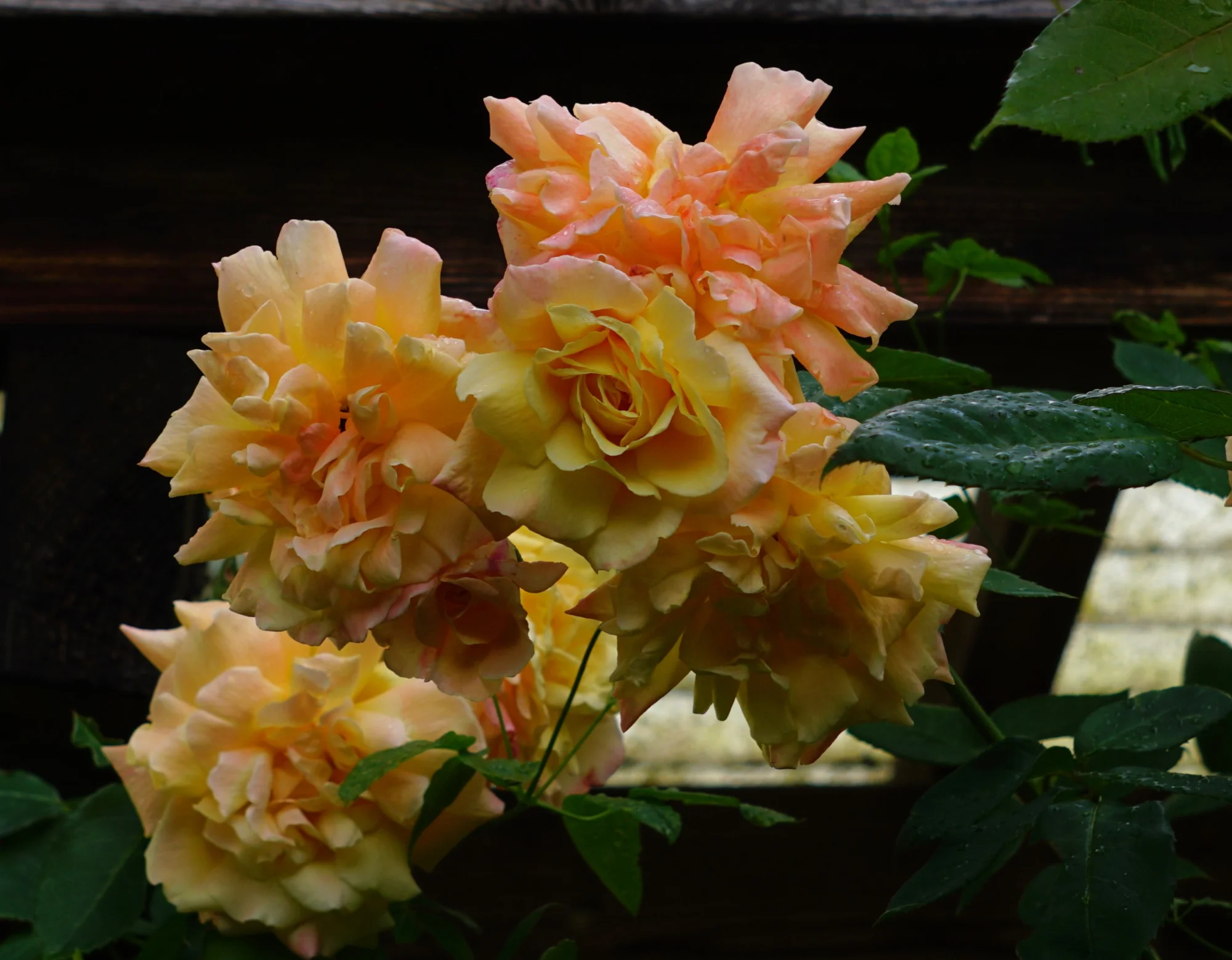 26ro03.webp