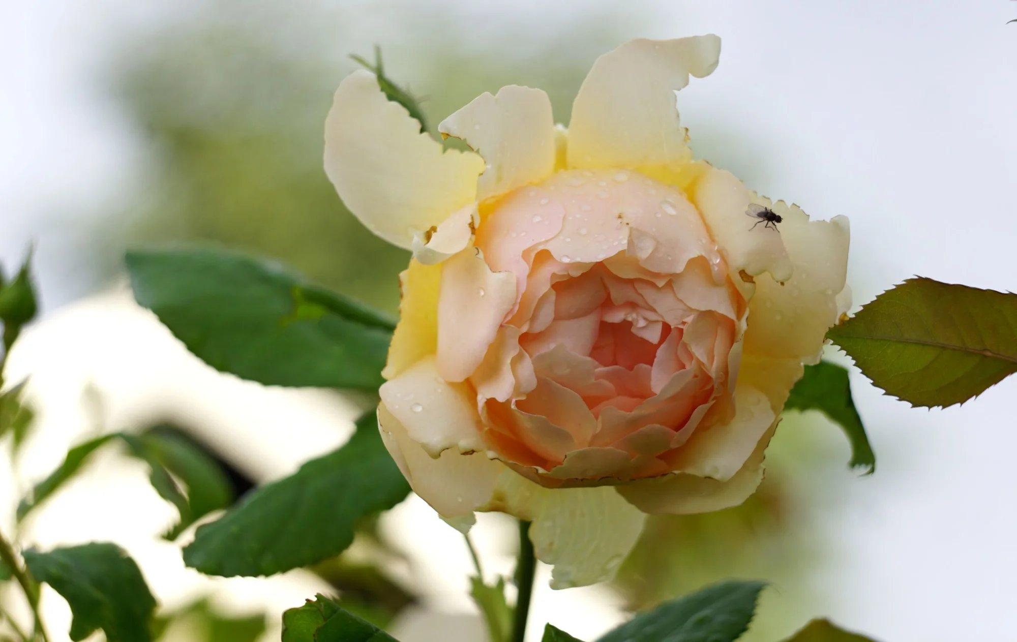 26ro04.webp