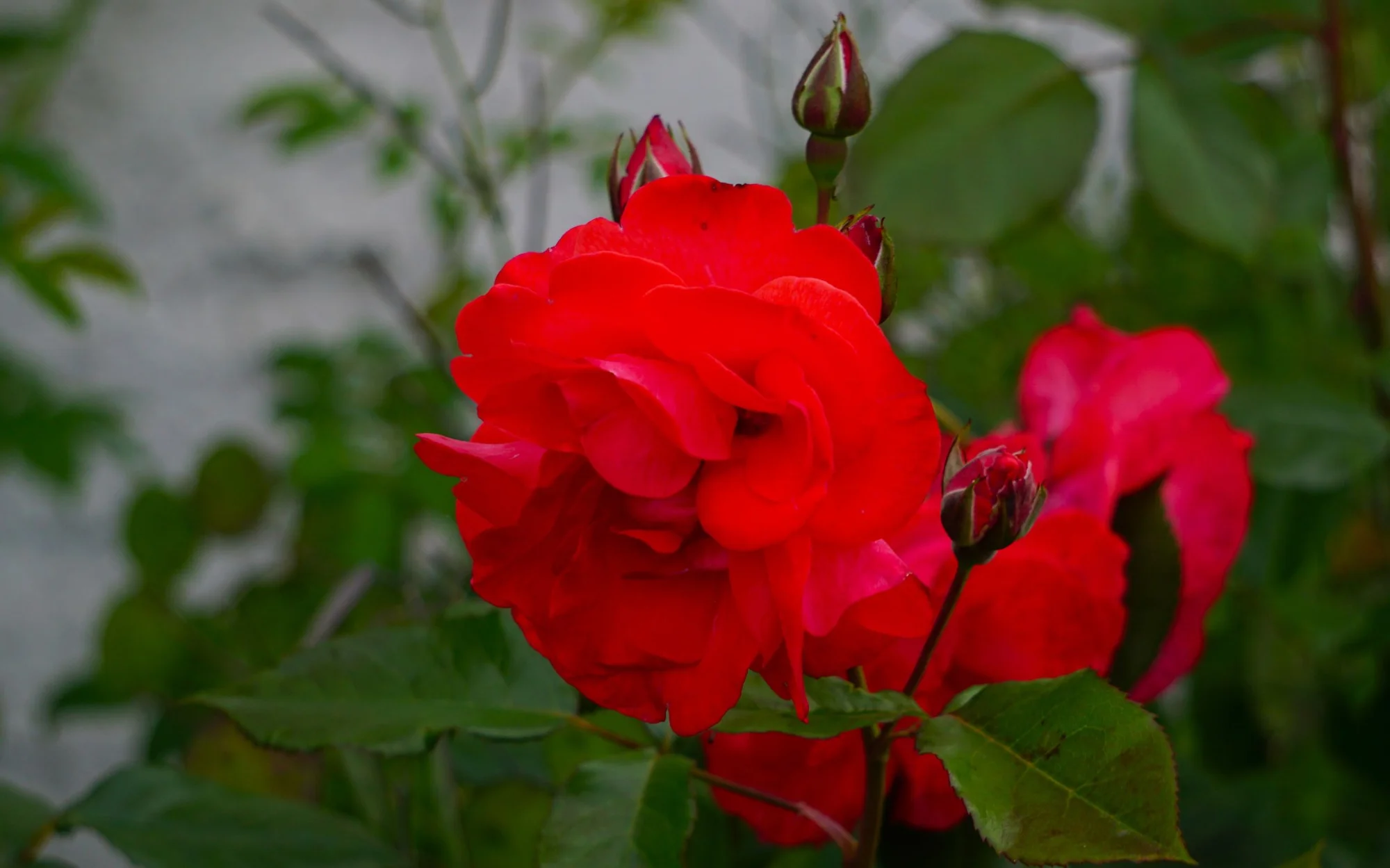 26ro06.webp