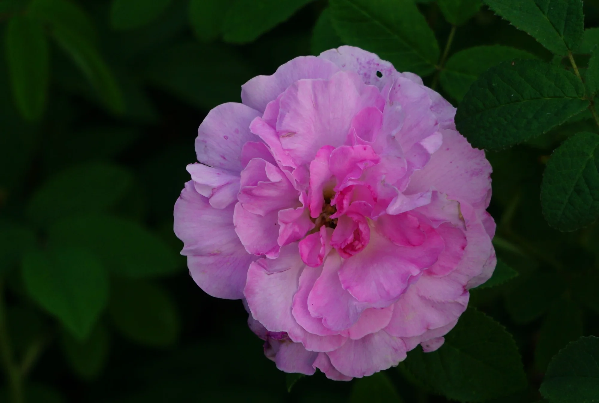 26ro07.webp