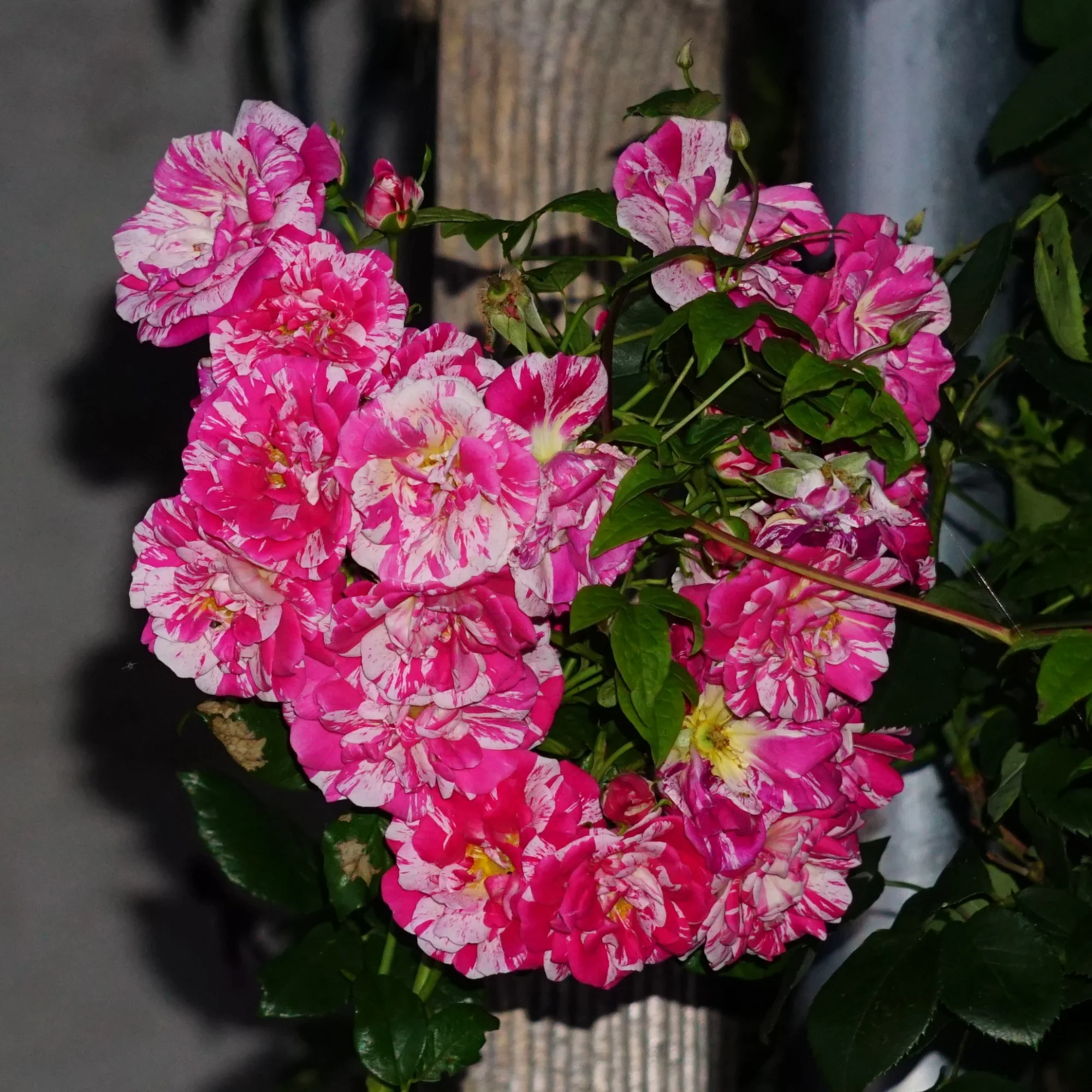 26ro13.webp