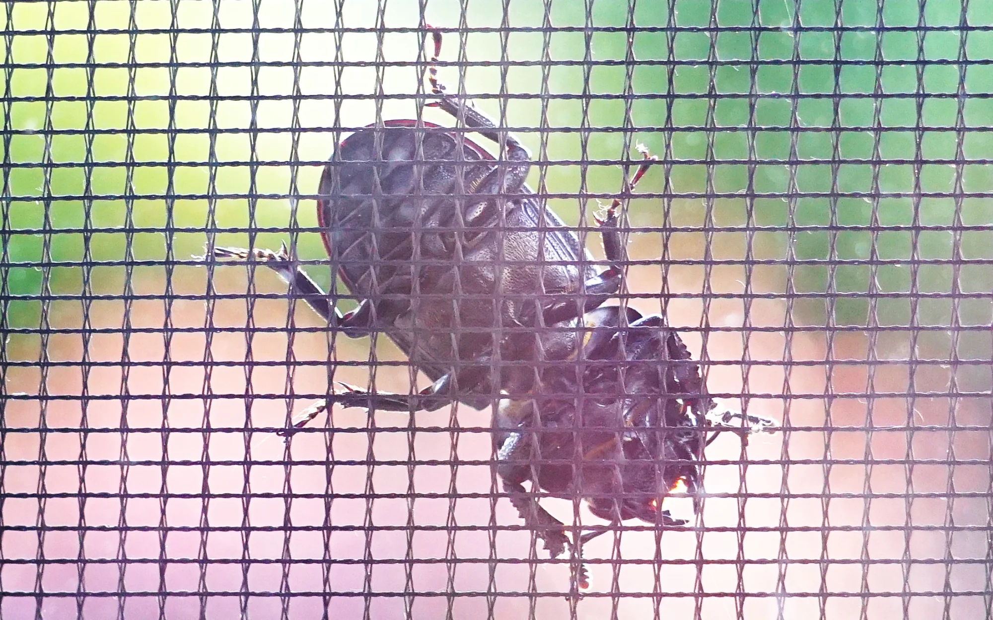 26tr29.webp