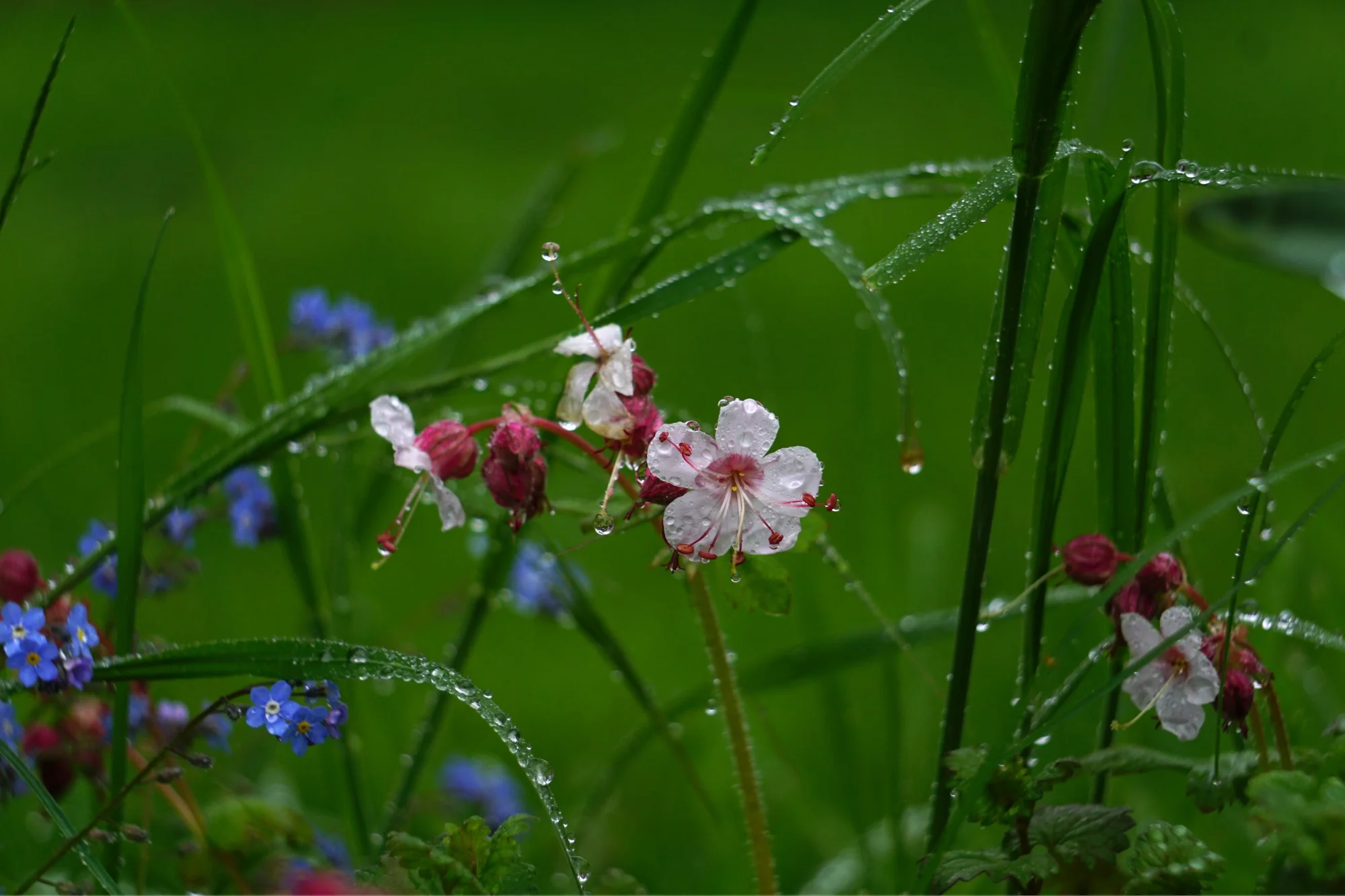 26trpfn20red.webp