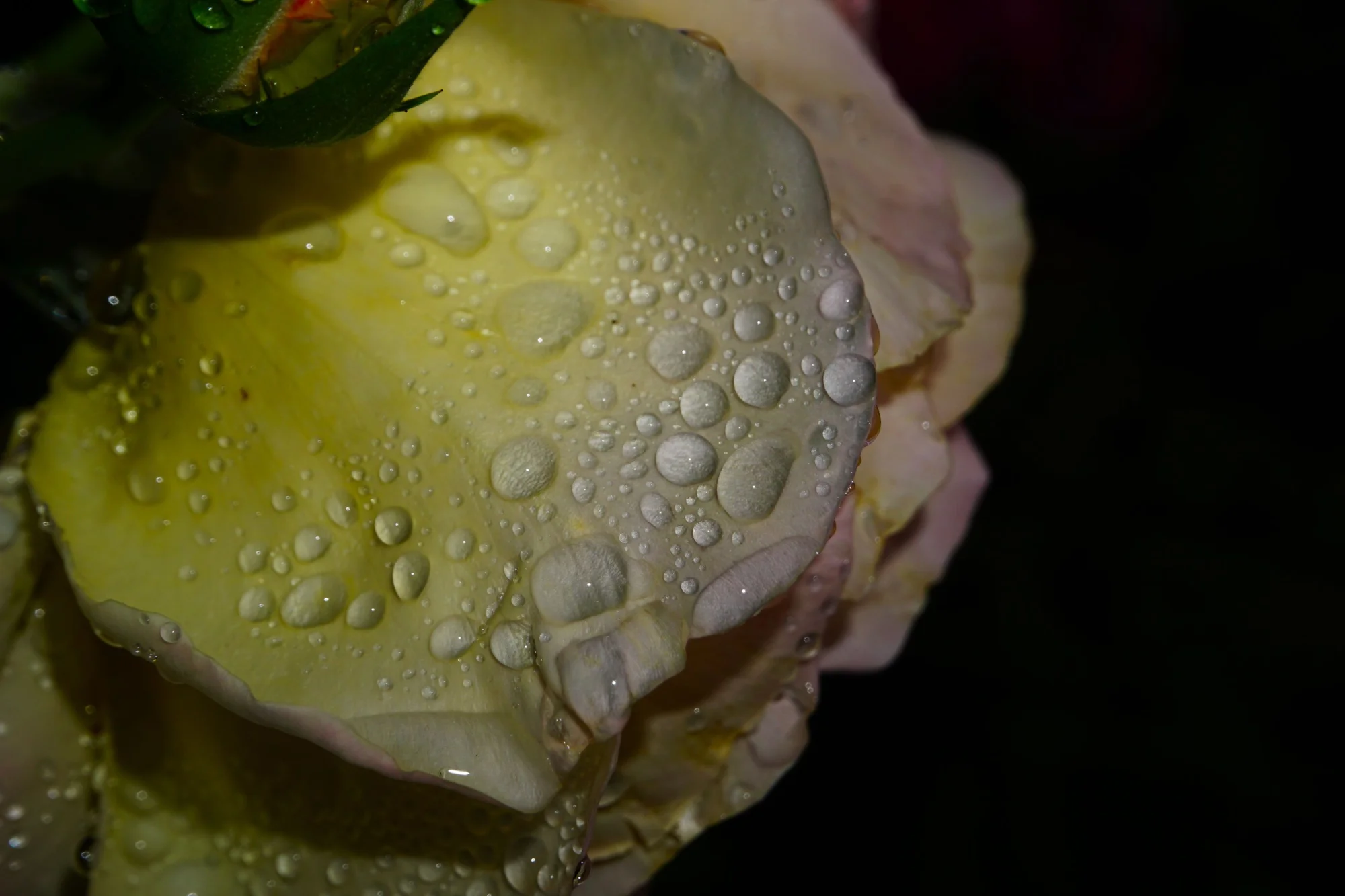 26trpfn27.webp