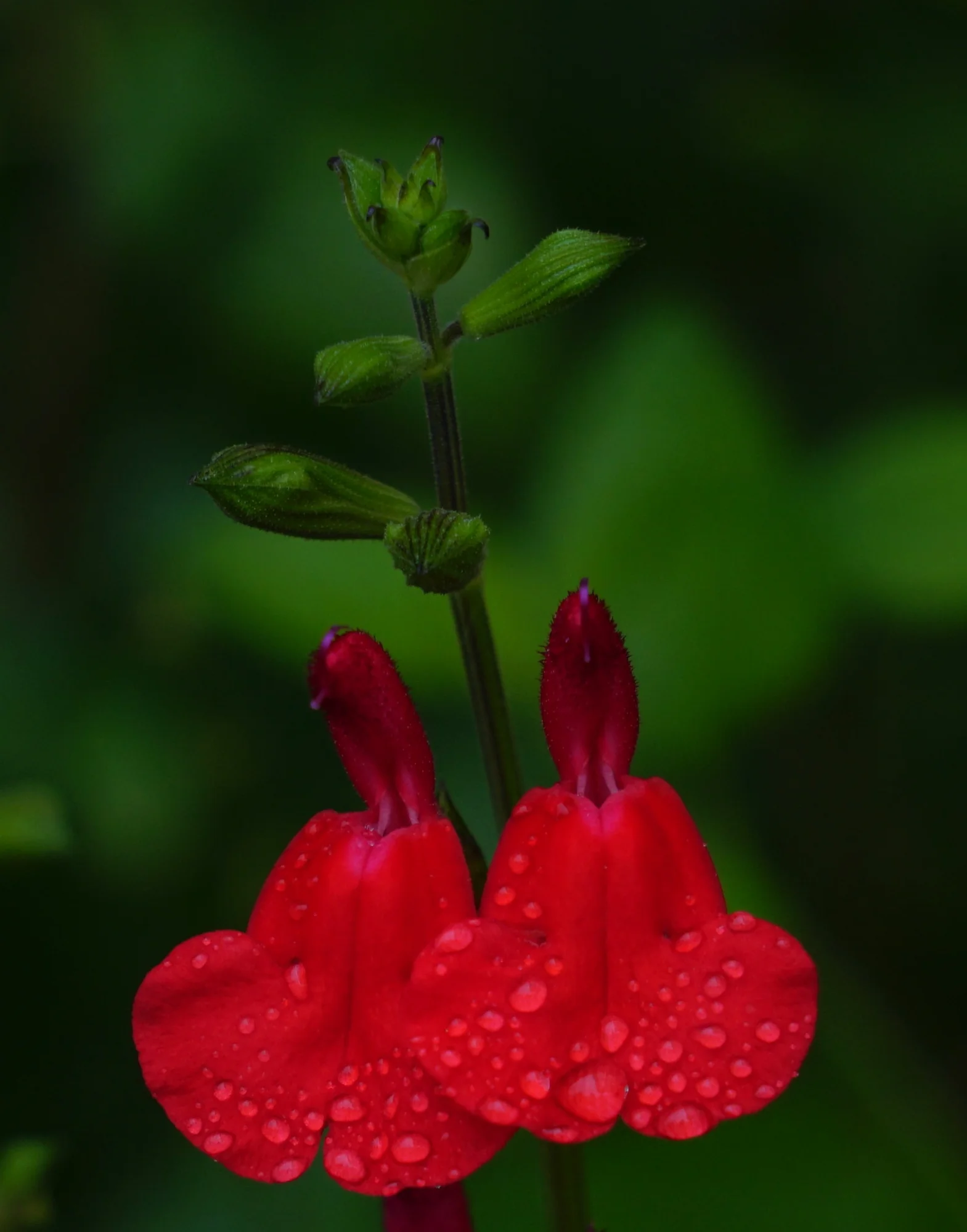 26trpfn29.webp
