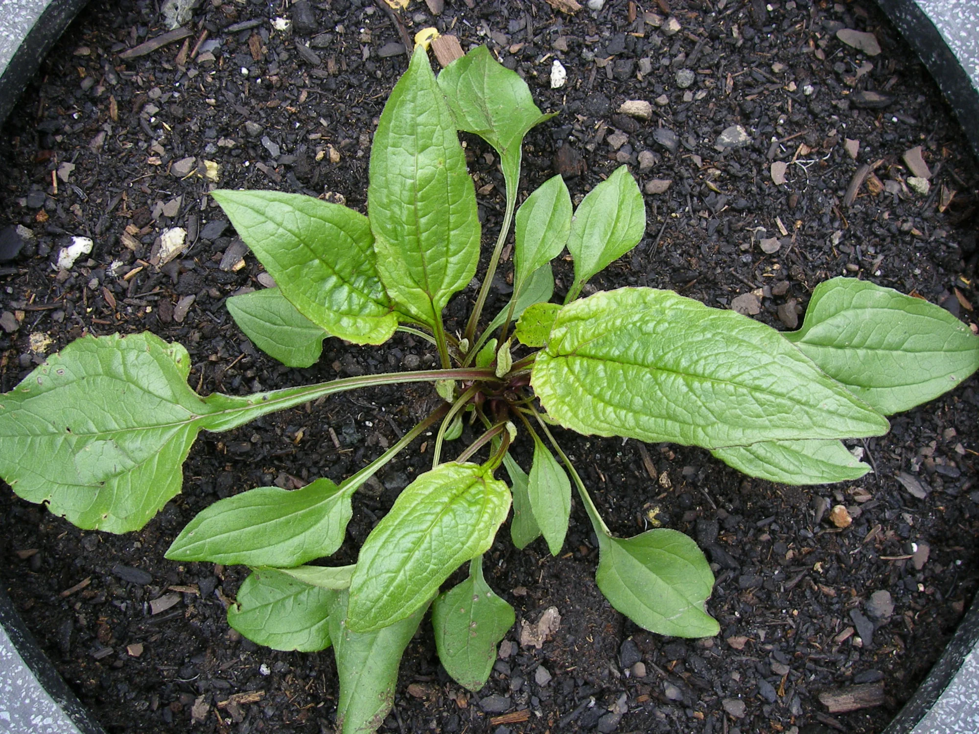 28_05_2019_SIAM_Schinacea (2).webp