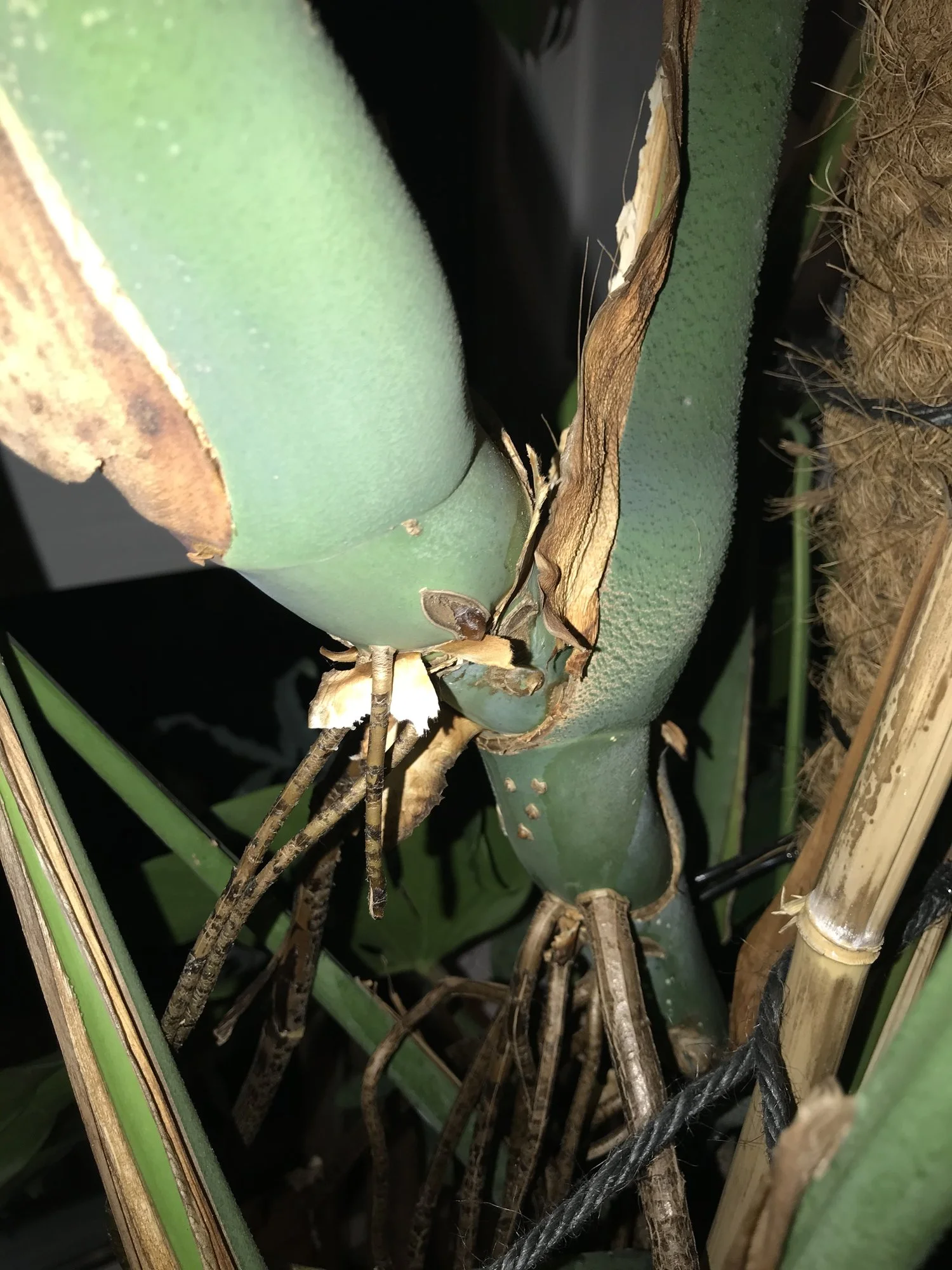 reflexa plant Dracaena Reflexa (Song of India)