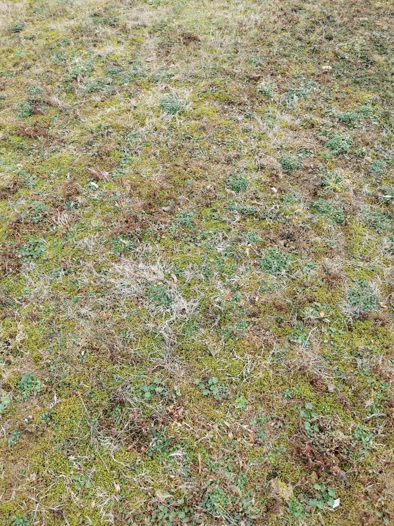 RasenNeuanlage mit viel Moos und Unkraut
