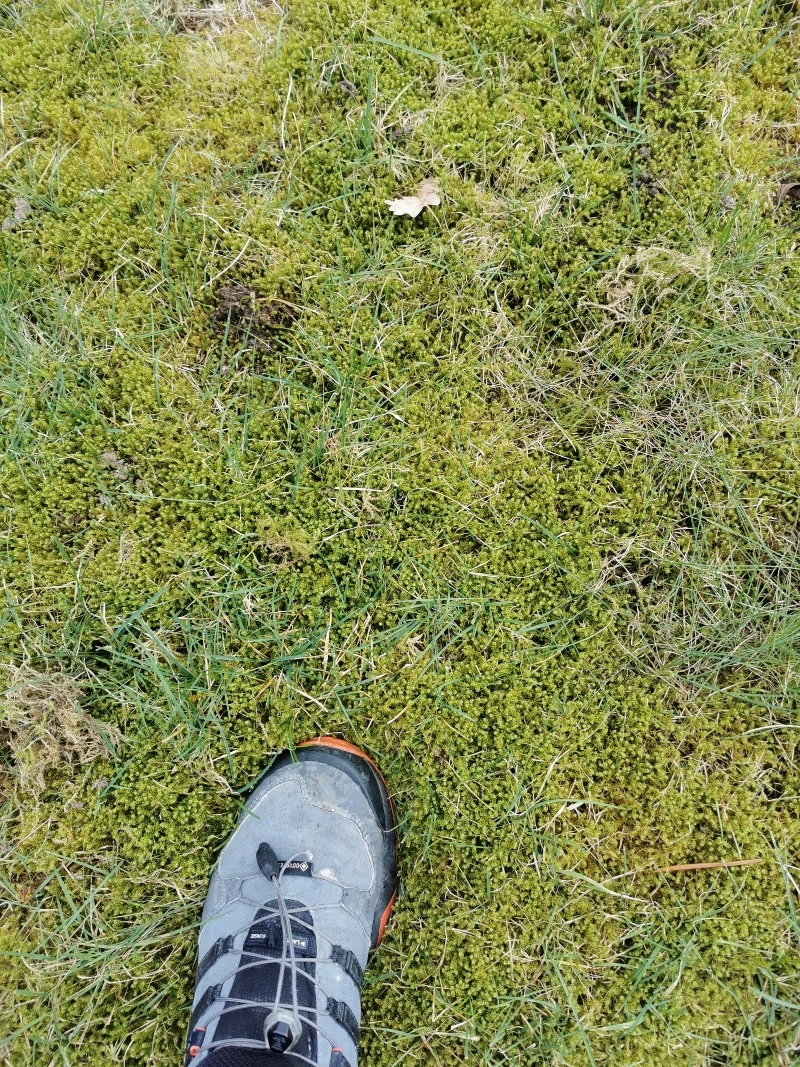 RasenNeuanlage mit viel Moos und Unkraut