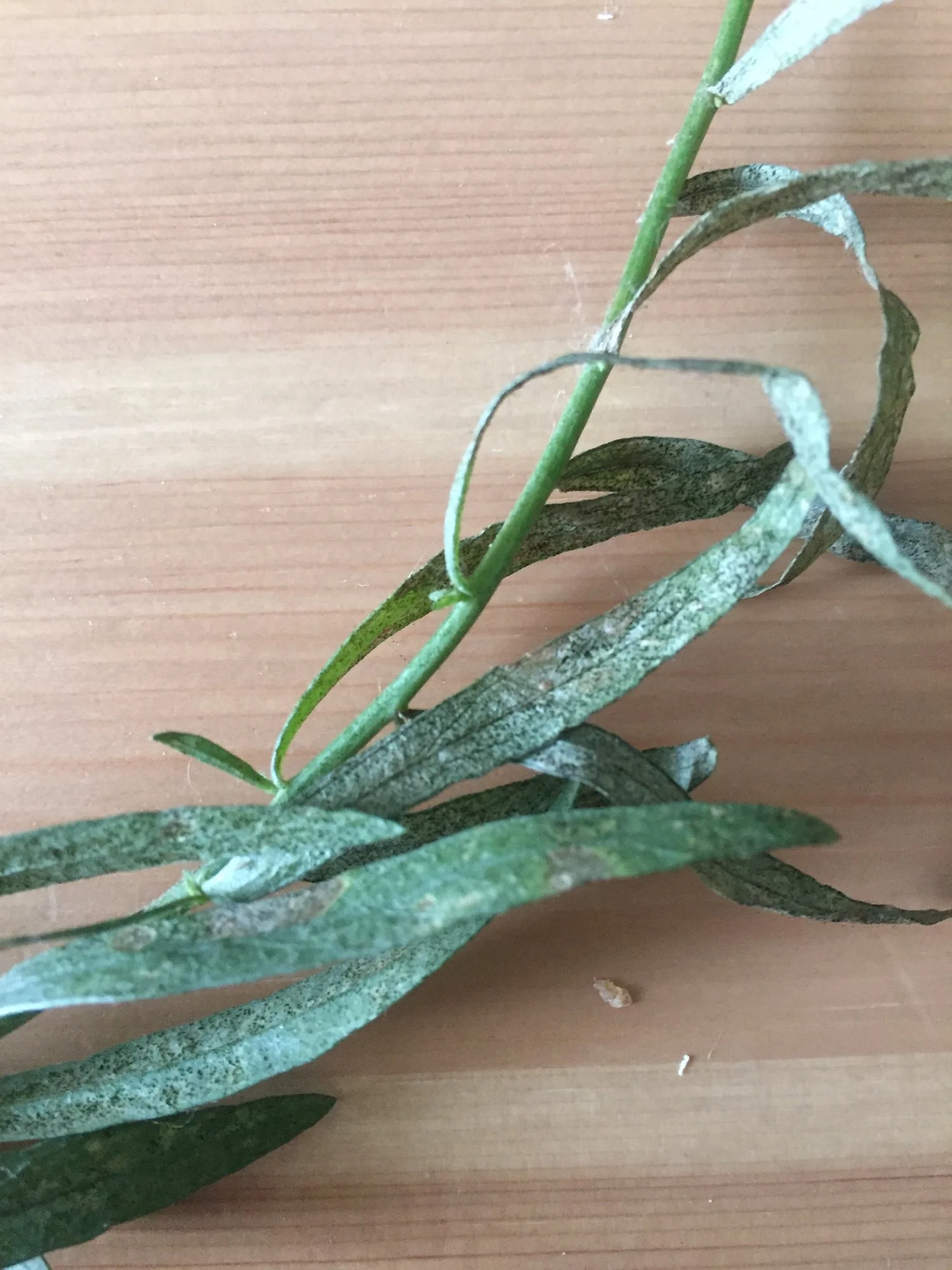 4188B445-E5E1-4DED-8950-F553206E98D4.webp 4188B445-E5E1-4DED-8950-F553206E98D4.webp