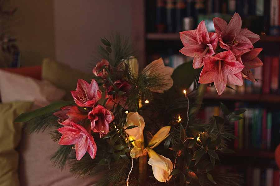 5 Amaryllen_Weihnachtsblume_900.webp