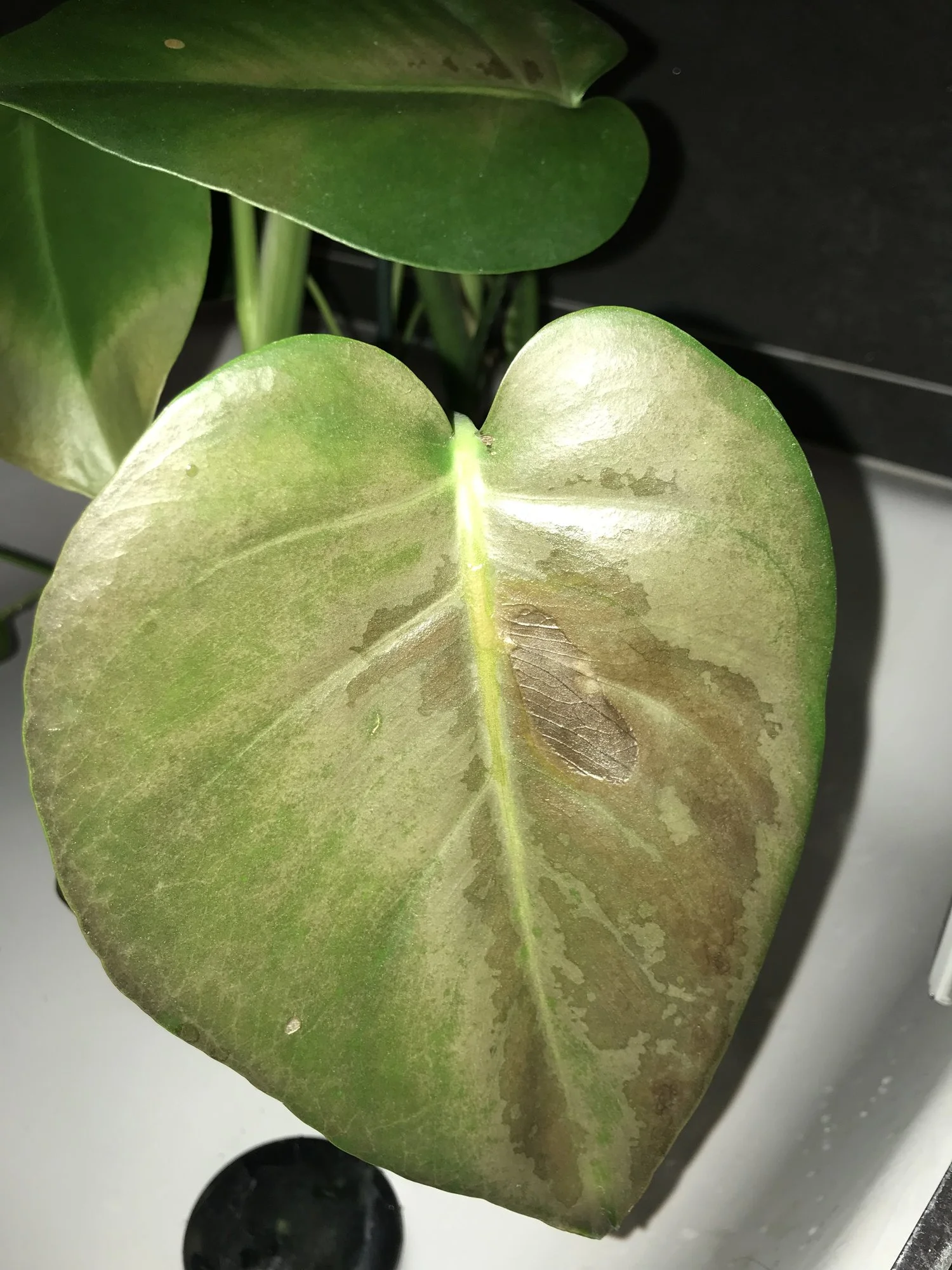 Monstera hat schwarze Blätter und Trauermücken was tun?