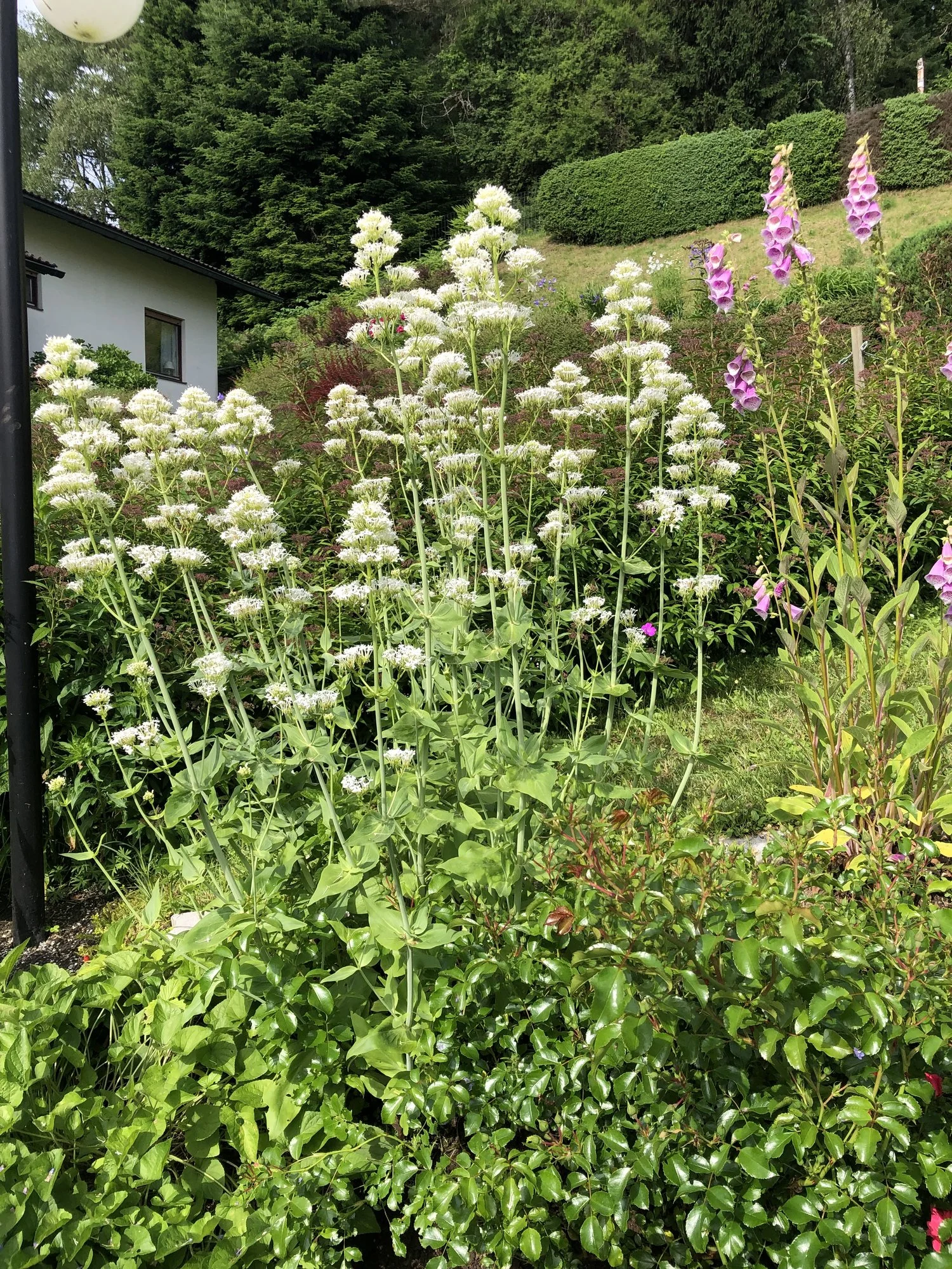 557E0D53-05DA-4ACE-AD01-3ED39707E56B.jpeg