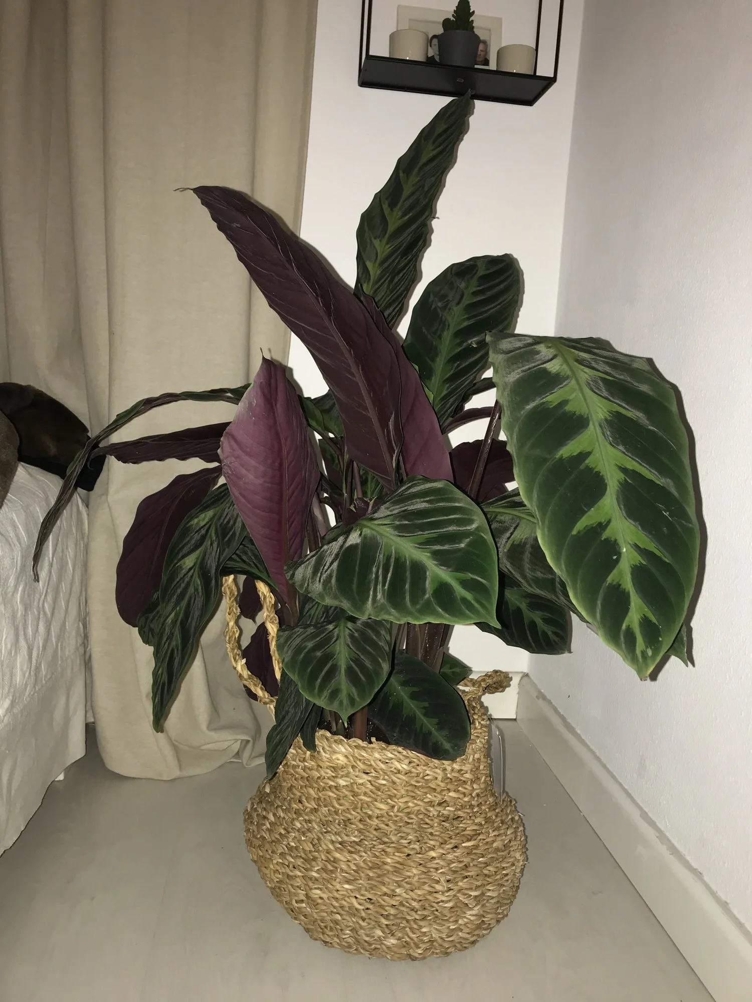 Calathea Pflege Hängende Blätter