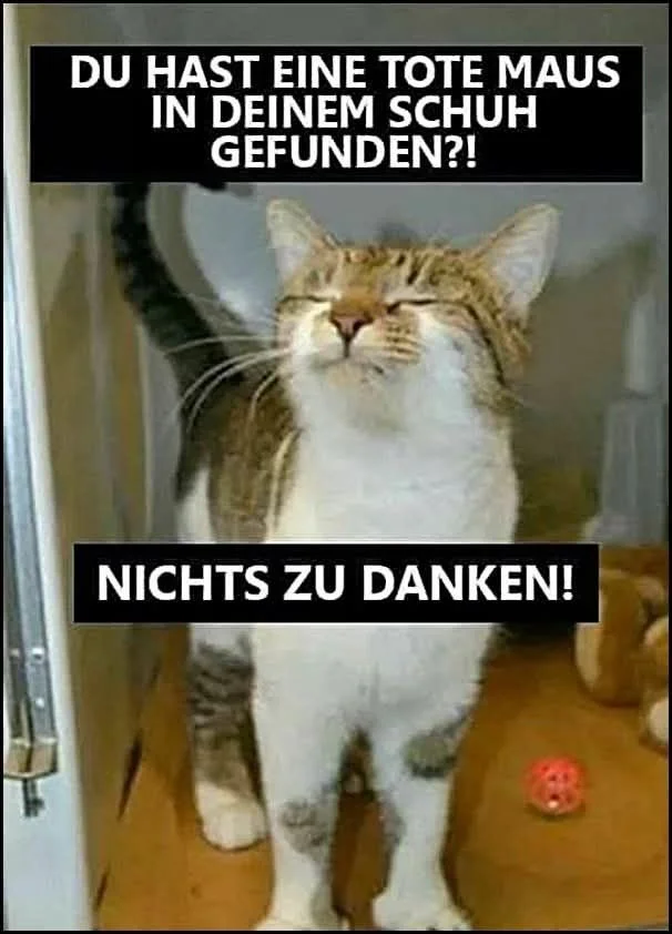 6431239-24c0856f6802cf69e708144c9517c9a2.webp