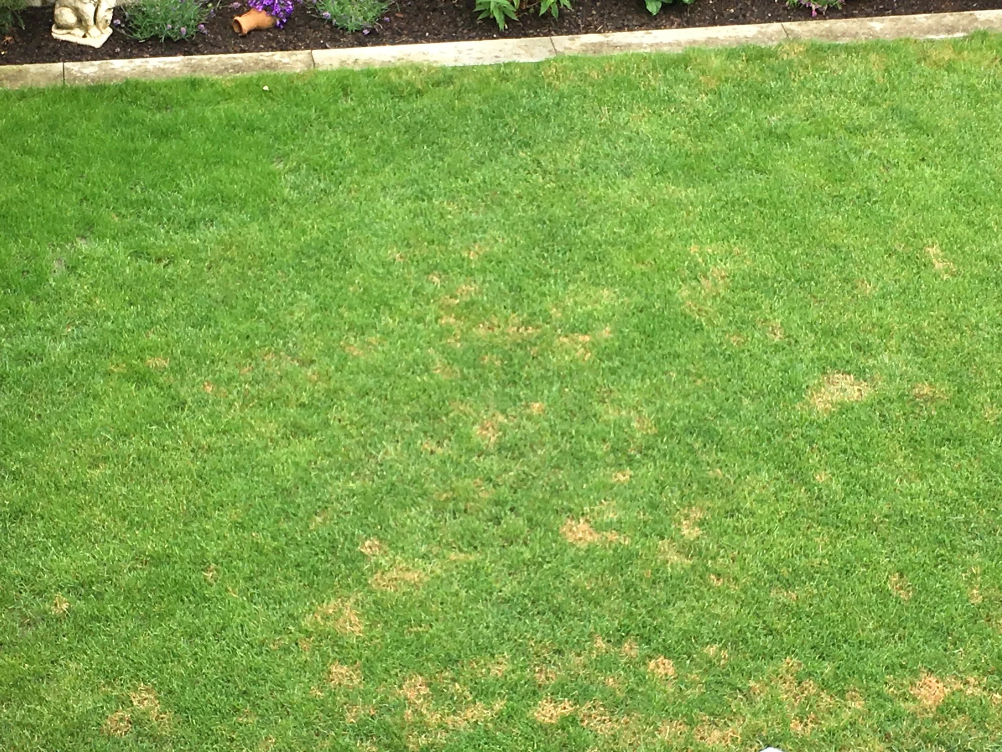 Helle Stellen im Rasen