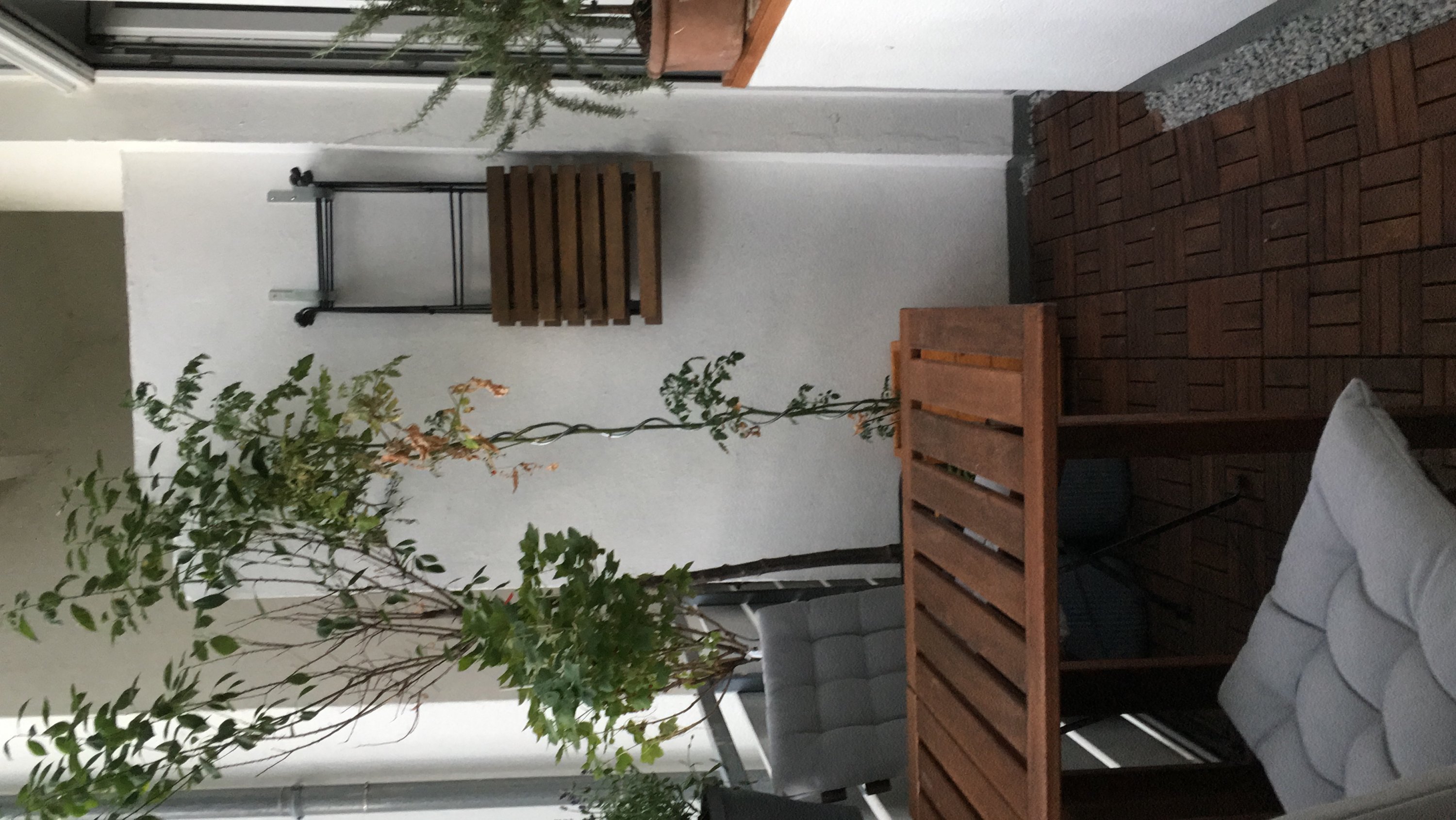Pfirsichbaum im Kübel noch in Ordnung?