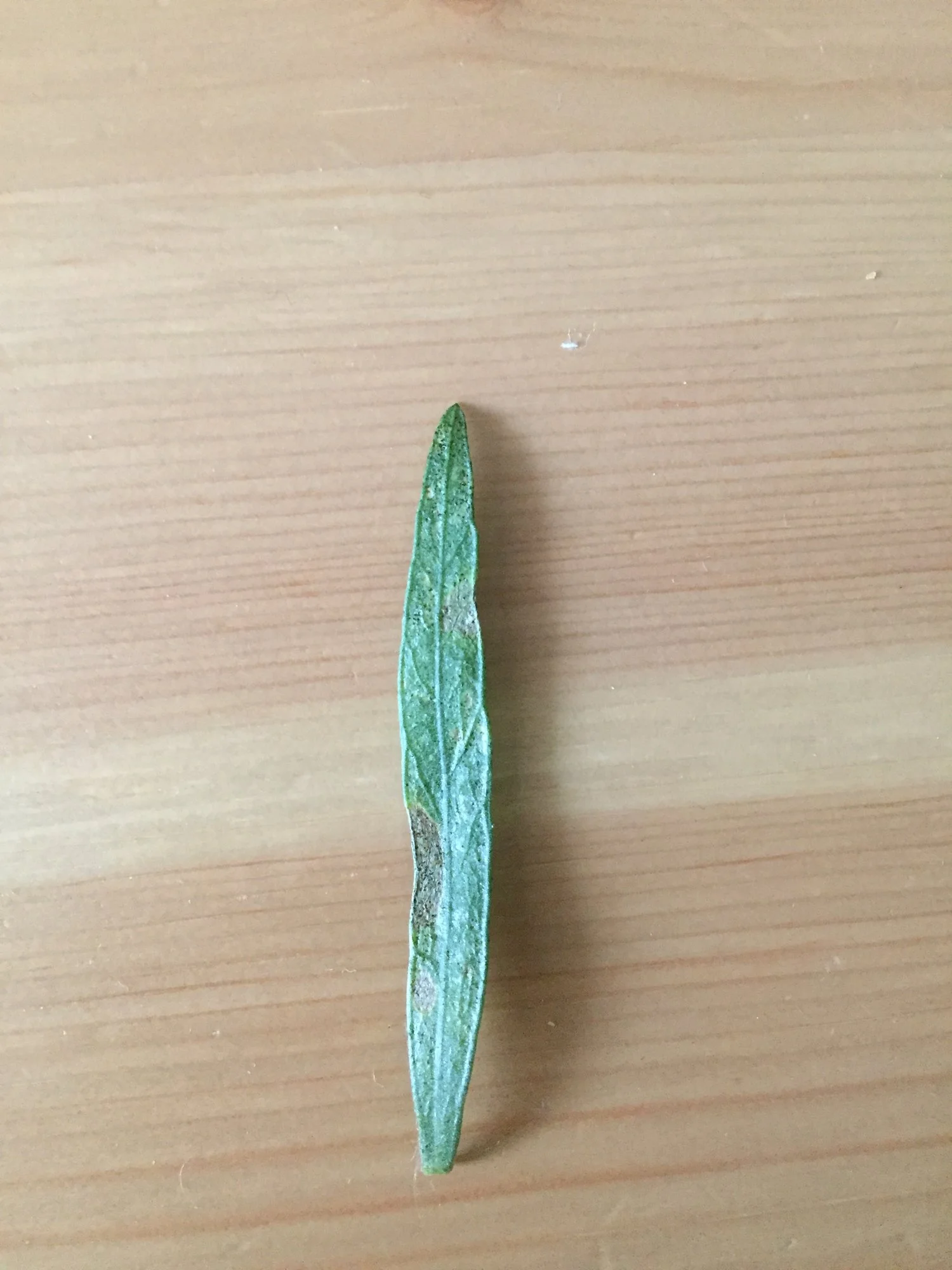 72C87F8F-23F3-4BA6-91BB-7EAA4D331ACA.webp 72C87F8F-23F3-4BA6-91BB-7EAA4D331ACA.webp