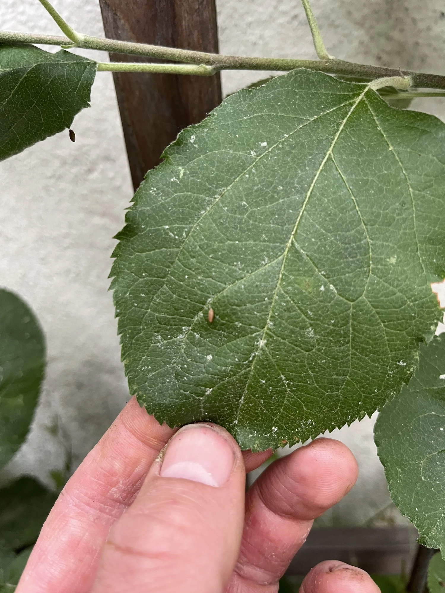 Mini Kokons im Apfelbaum