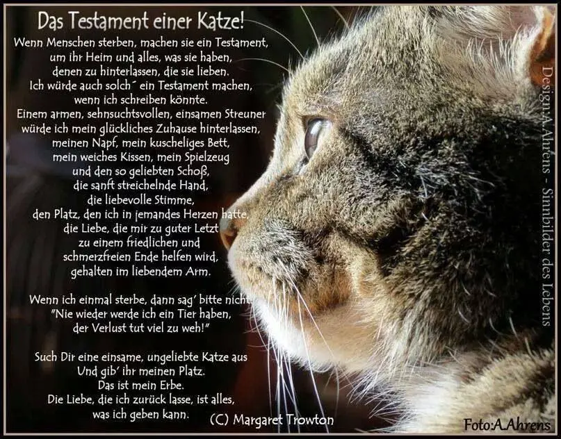 74d1a6e6fa9f8240fff3a7e3a08923ea.webp
