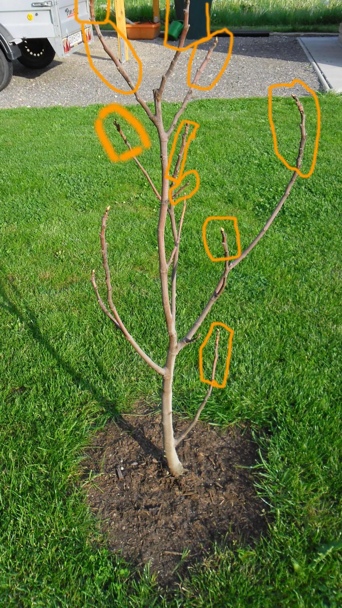 Feigenbaum nach Winter - schneiden - Hausgarten.net