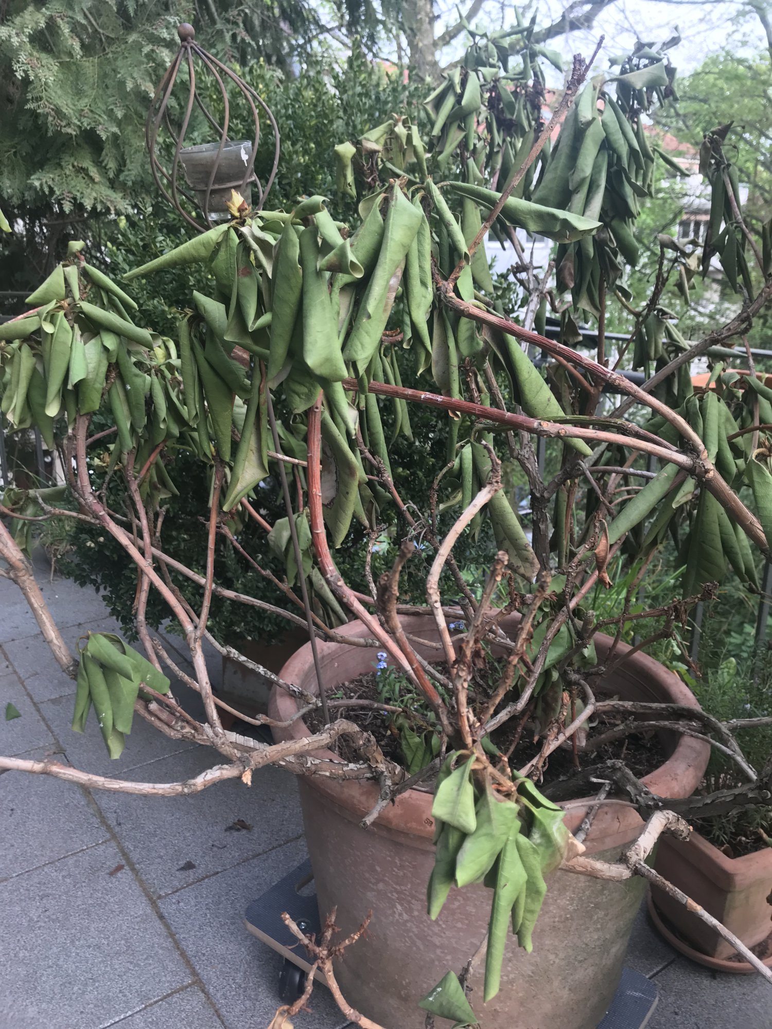 Rhododendron im Kübel stirbt an