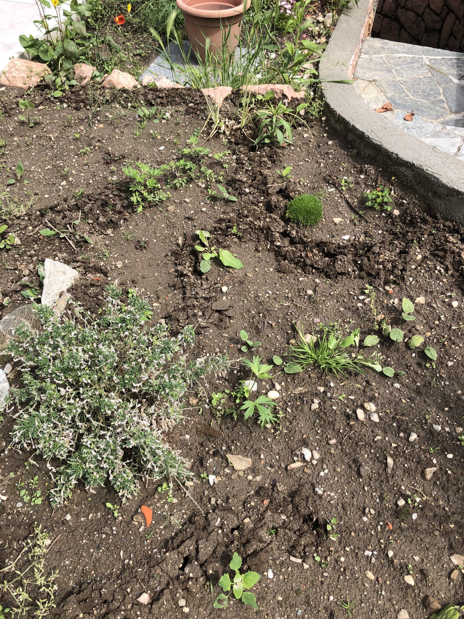 Komische Grabspuren im Garten