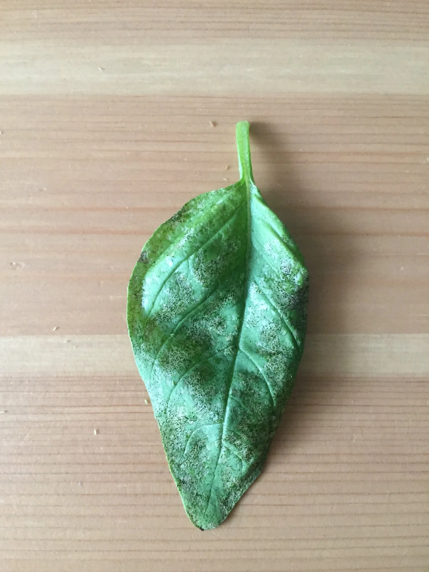 8376E2FE-9EAB-4CE5-B93A-D8E0B1BD9791.webp 8376E2FE-9EAB-4CE5-B93A-D8E0B1BD9791.webp